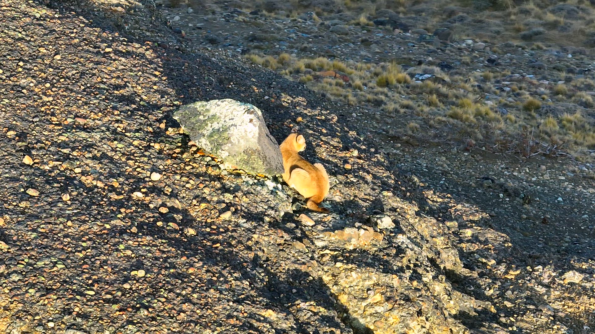 Aerial Telephoto Tracking of Puma Cub on Hillside in Patagonia, Chile