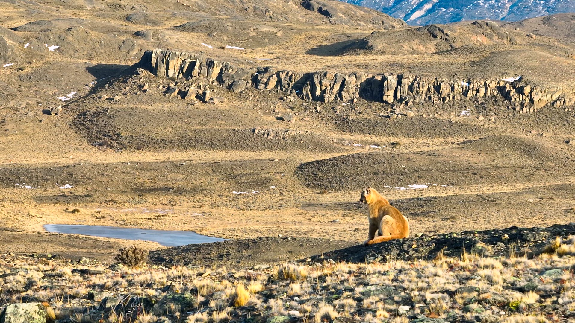 Aerial Telephoto View of Puma Cub on Cliff Edge in Patagonia, Chile