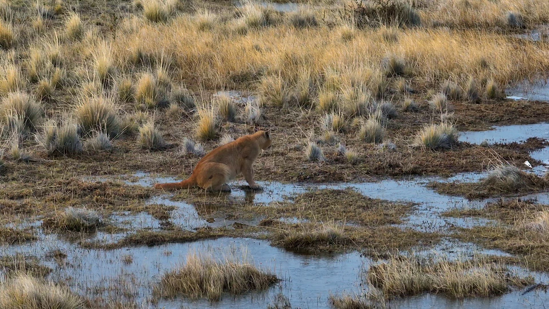 Aerial Pan and Track of Puma Cub Drinking in Patagonia, Chile