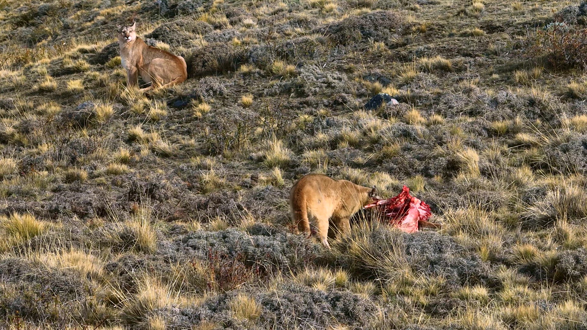 Puma cub eating from the carcass of a dead guanaco