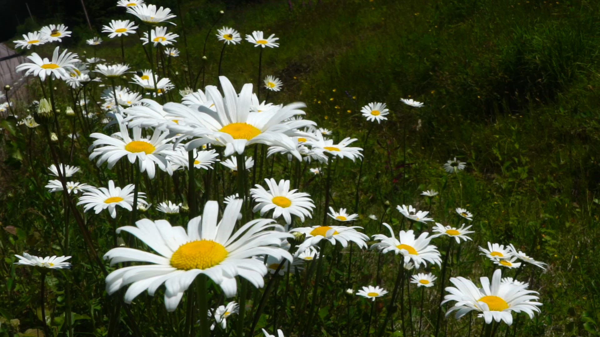daisies.mp4