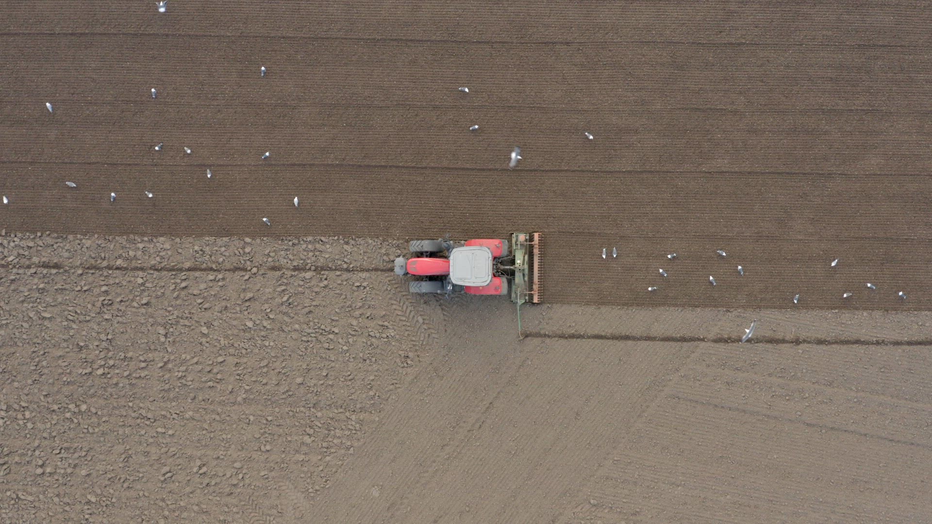 A Tractor Plowing a Field is Swarmed by Birds Before Seed Drilling