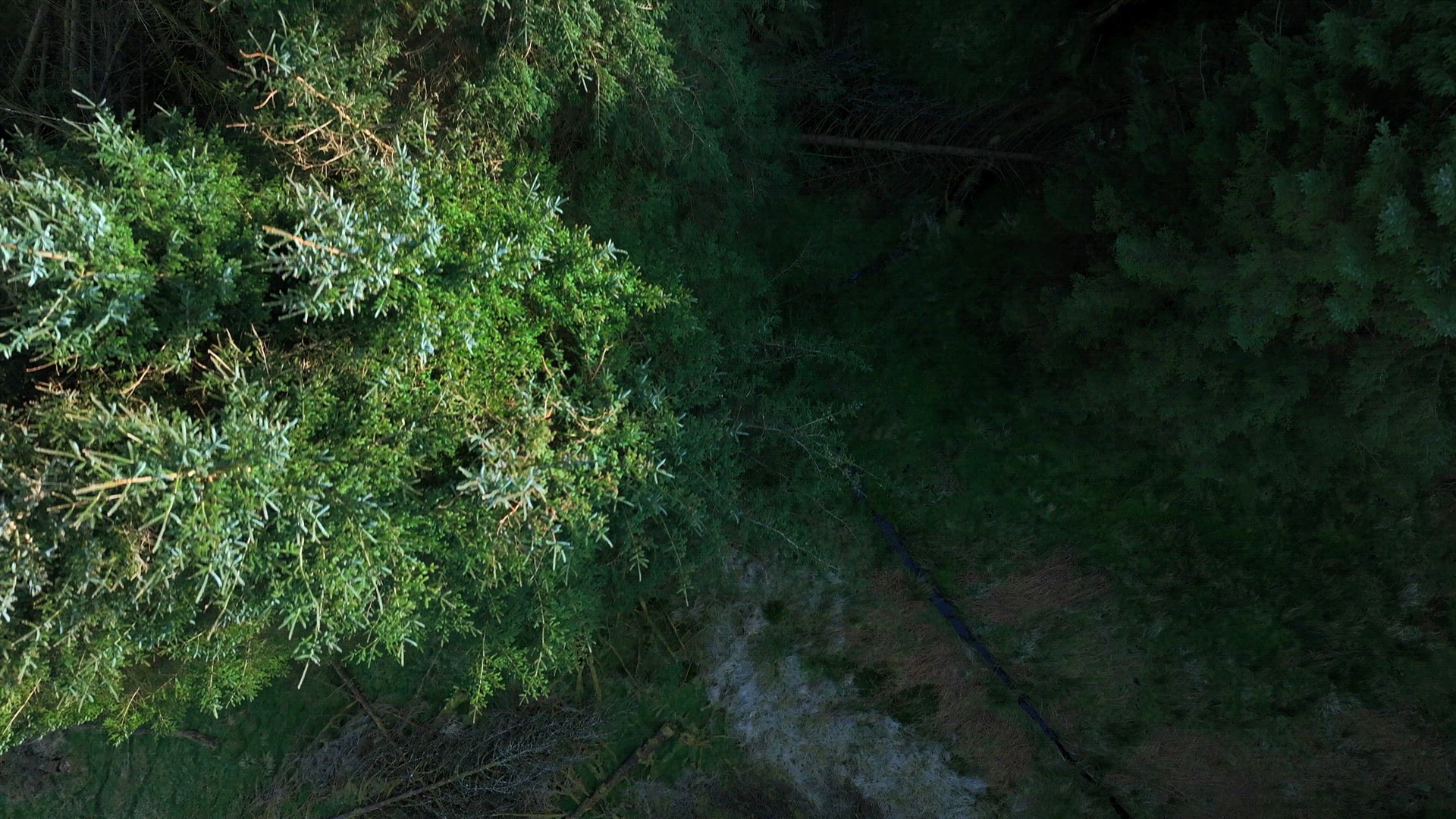 Plantation Forest Woodland Aerial View