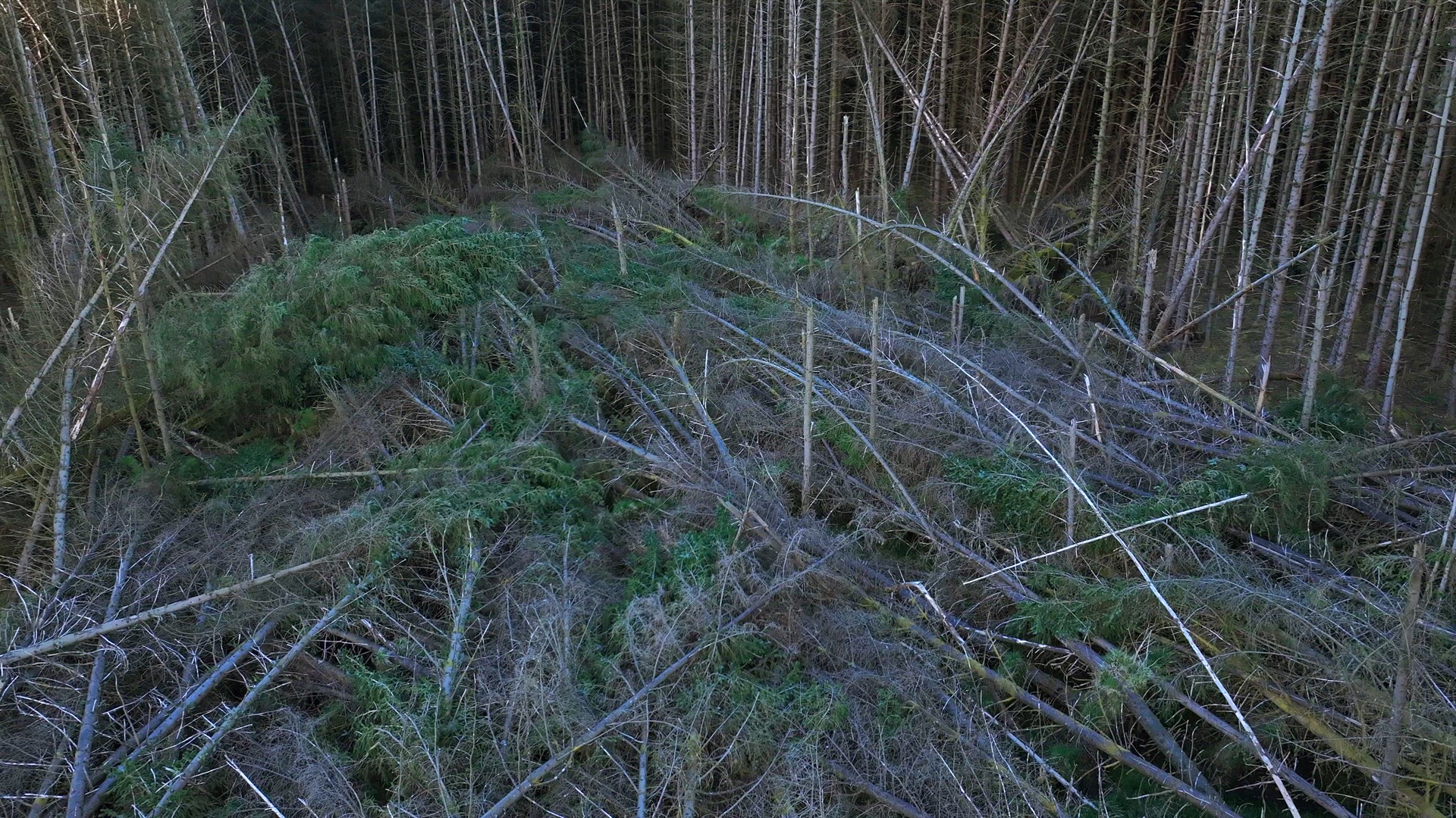Storm Damaged Forest with Uprooted Trees Aerial View