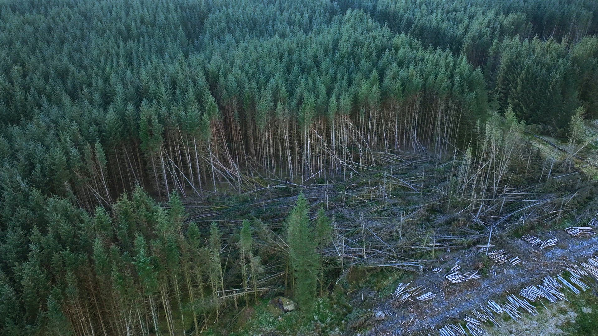 Storm Damaged Forest with Uprooted Trees Aerial View