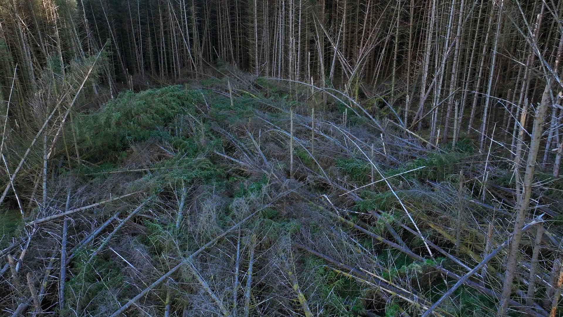 Storm Damaged Forest with Uprooted Trees Aerial View