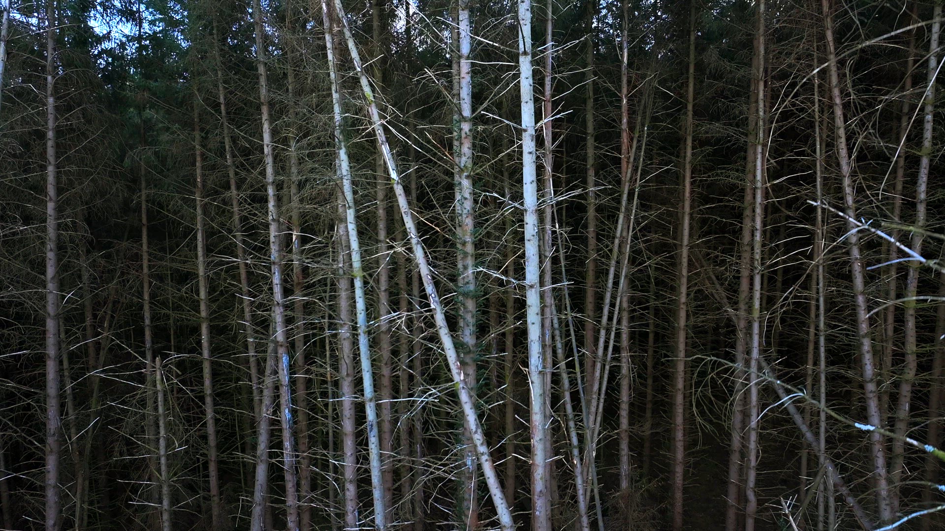Storm Damaged Forest with Uprooted Trees Aerial View