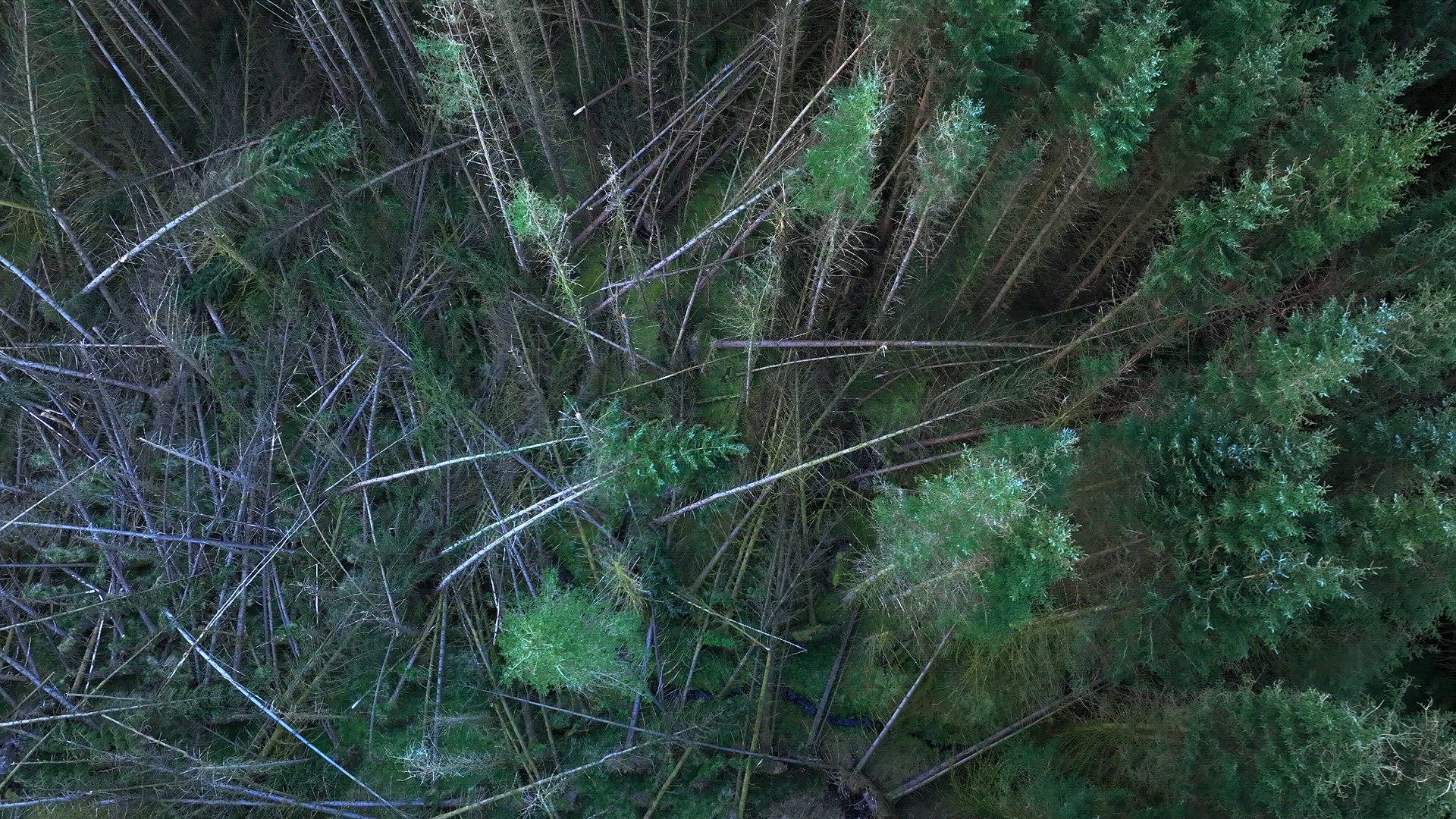 Storm Damaged Forest with Uprooted Trees Aerial View