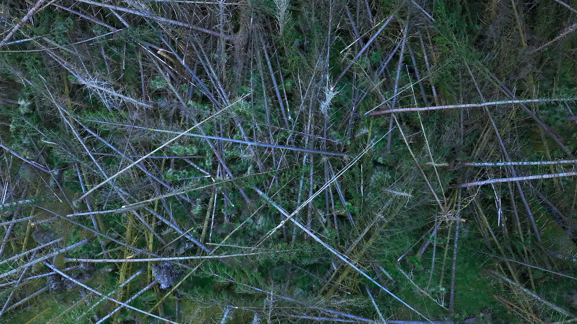 Storm Damaged Forest with Uprooted Trees Aerial View