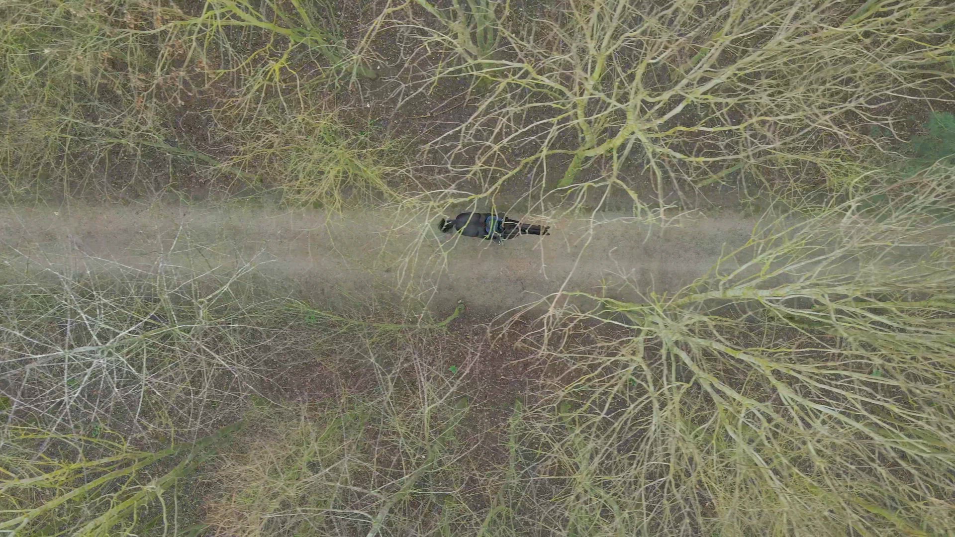 A Horse Rider on a Hack Through Woodland Path Bird's Eye View