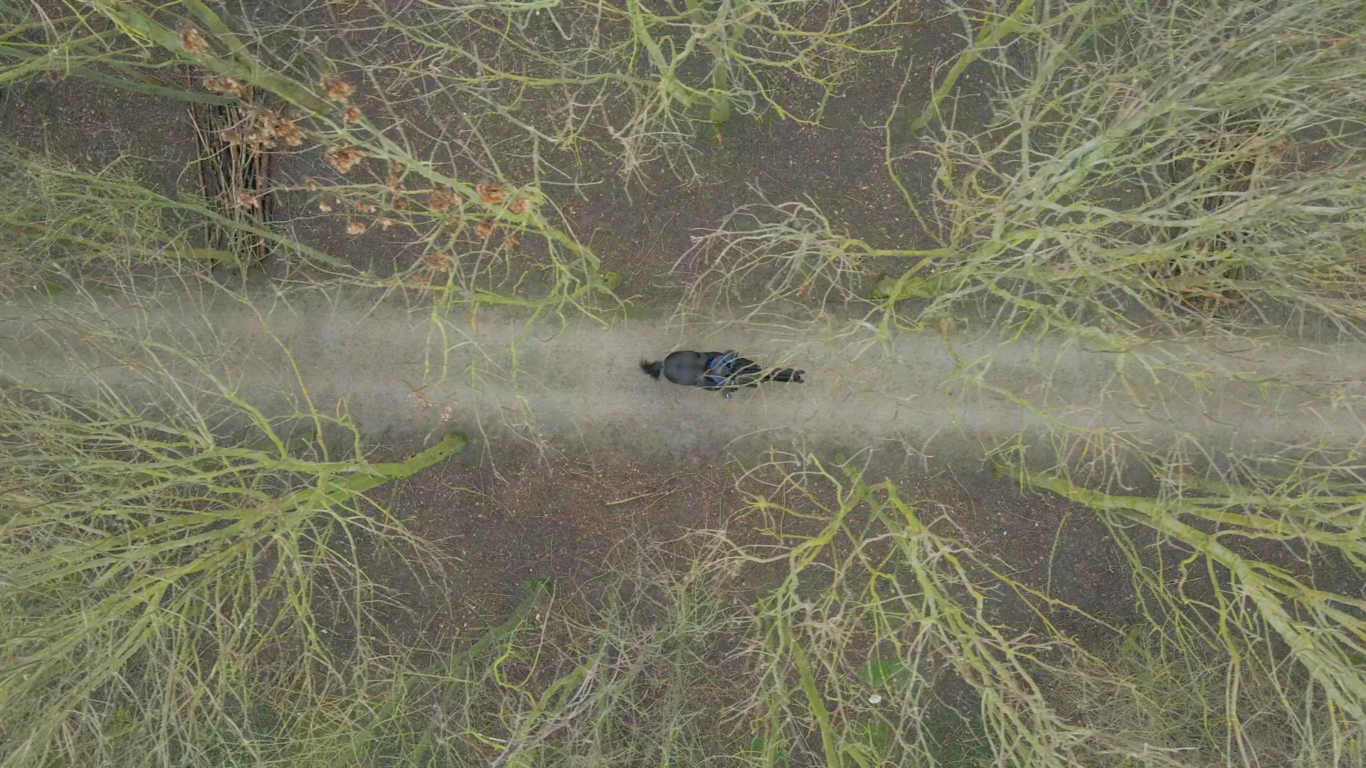 A Horse Rider on a Hack Through Woodland Path Bird's Eye View