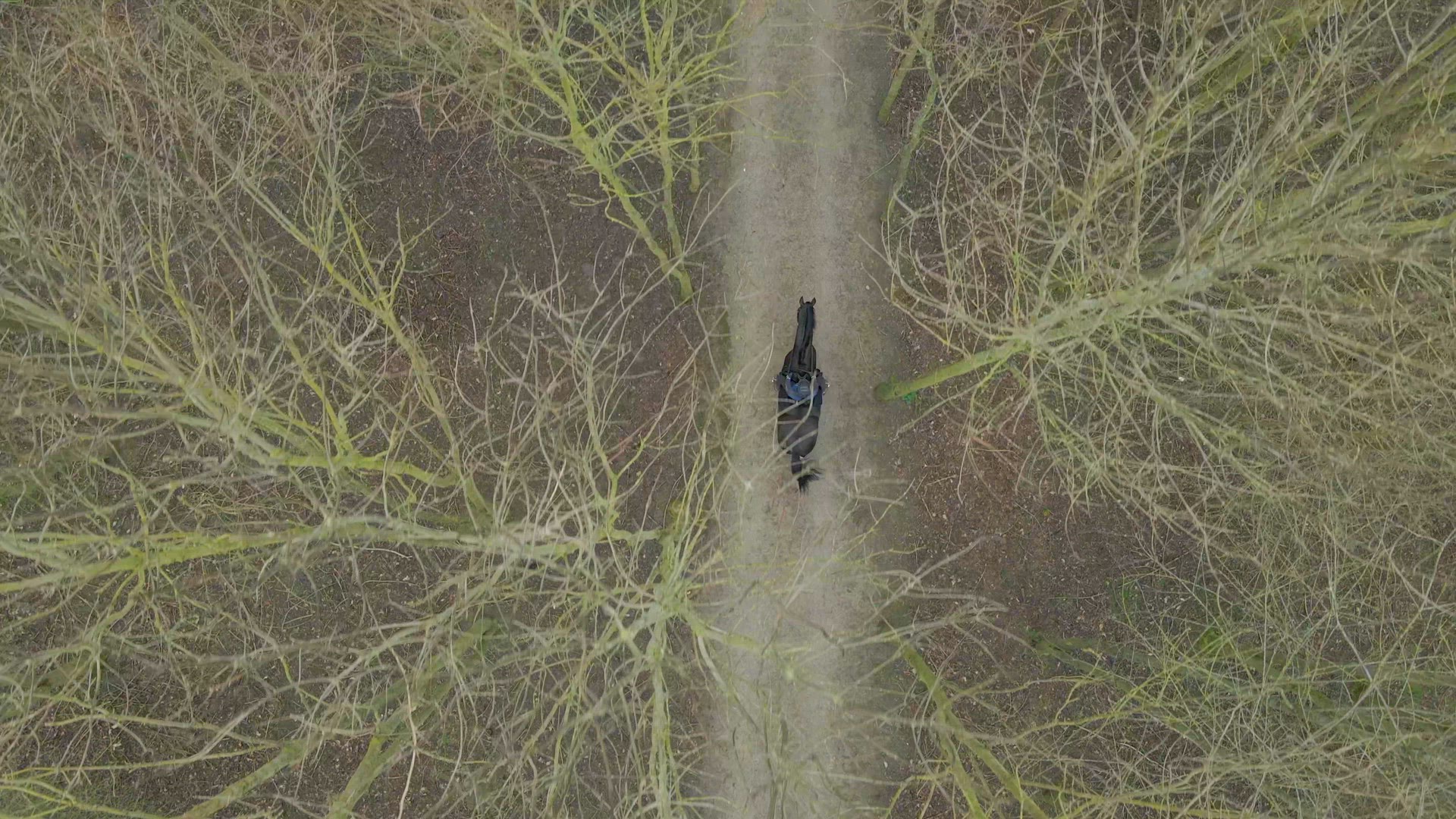A Horse Rider on a Hack Through Woodland Path Bird's Eye View