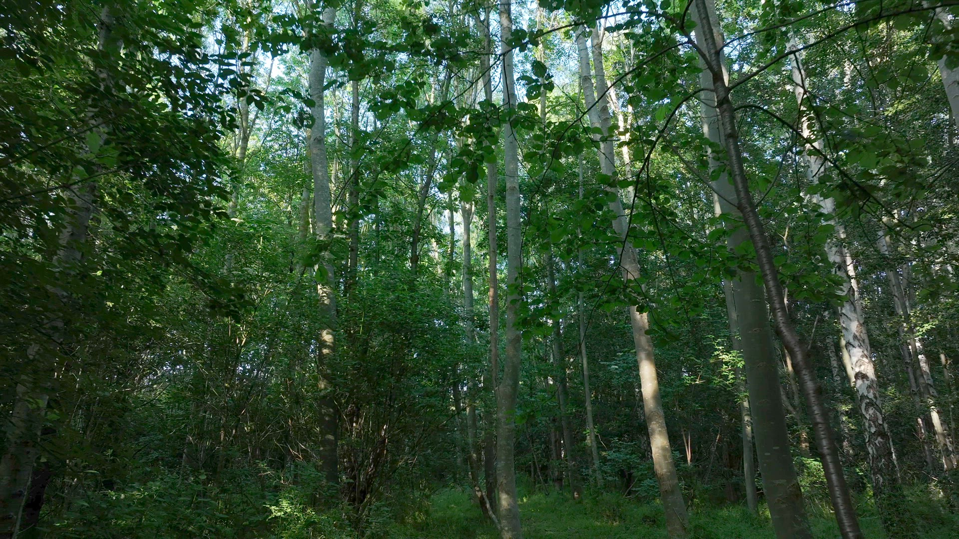 Flying Through a Forest in England