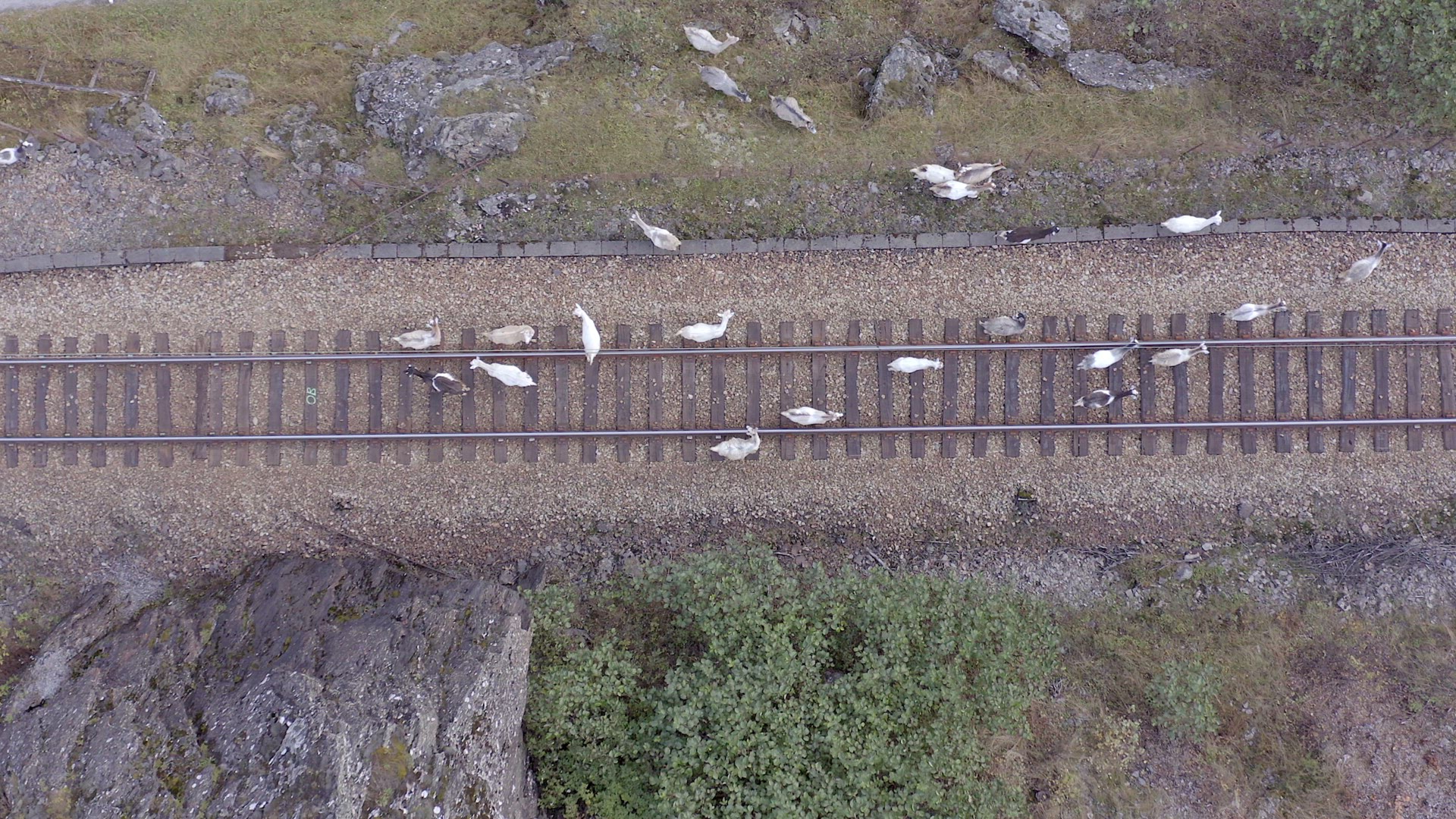 Animals Walking Along a Railway Track Endangering Oncoming Trains