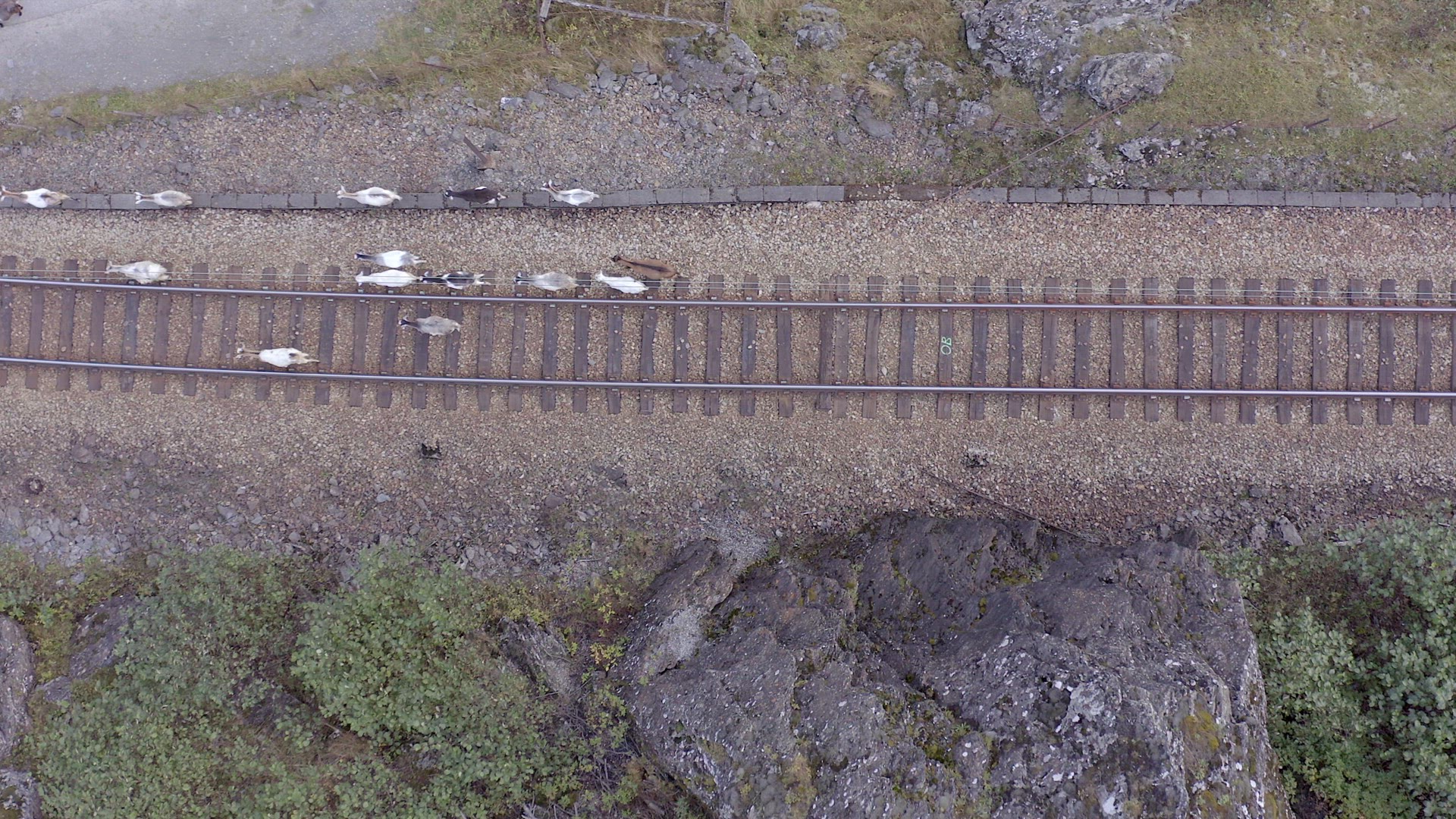Animals Walking Along a Railway Track Endangering Oncoming Trains