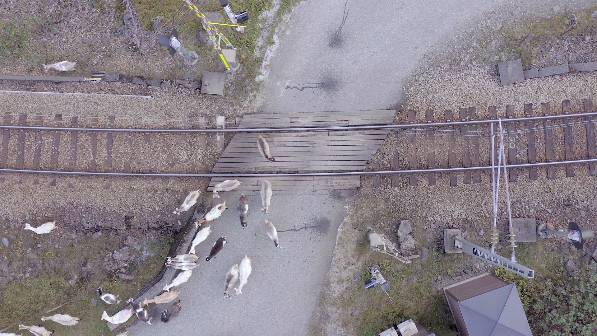 Animals Walking Along a Railway Track Endangering Oncoming Trains