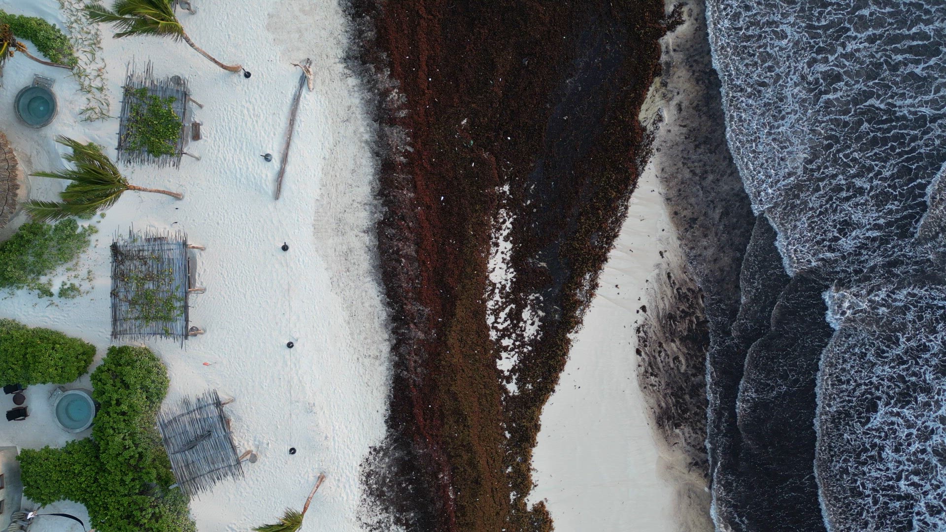 Washed Up Sargassum Seaweed Destroying Beautiful Beaches in the Caribbean