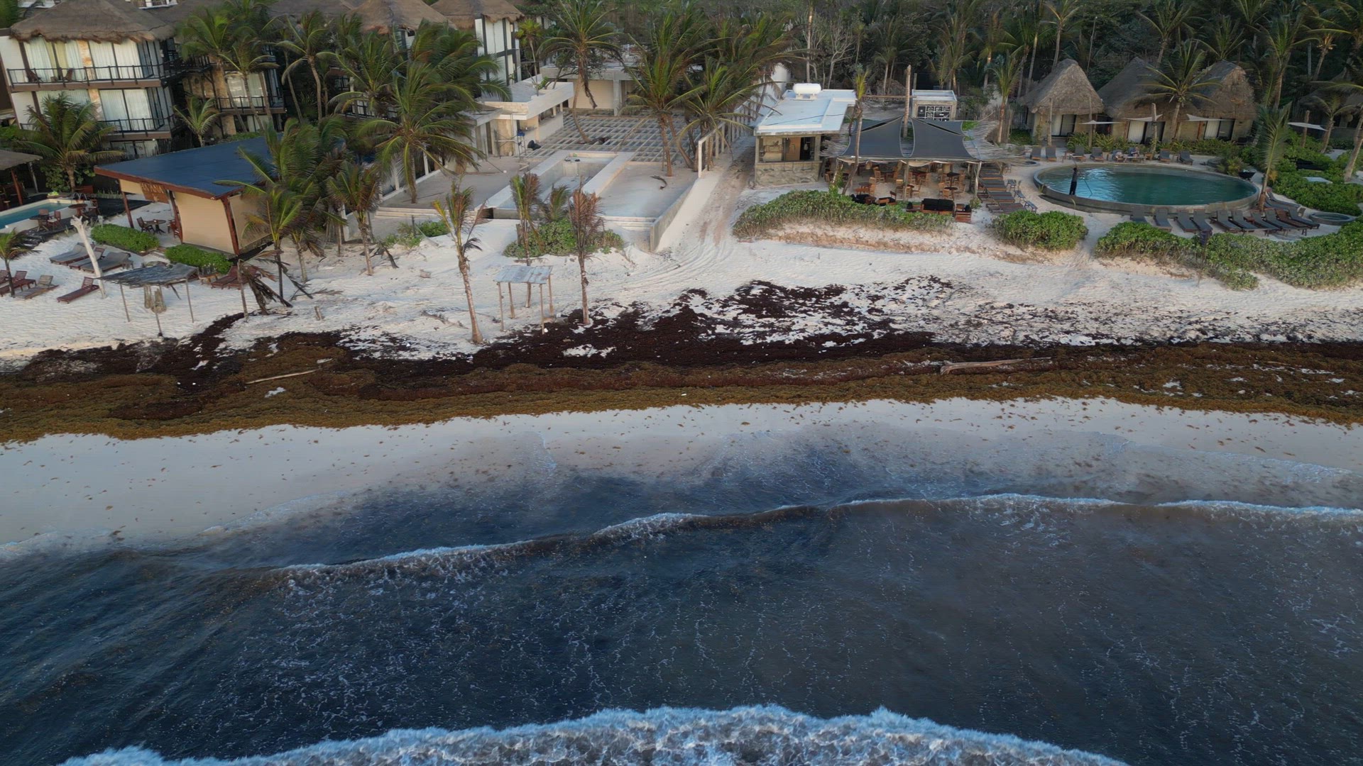 Washed Up Sargassum Seaweed Destroying Beautiful Beaches in the Caribbean