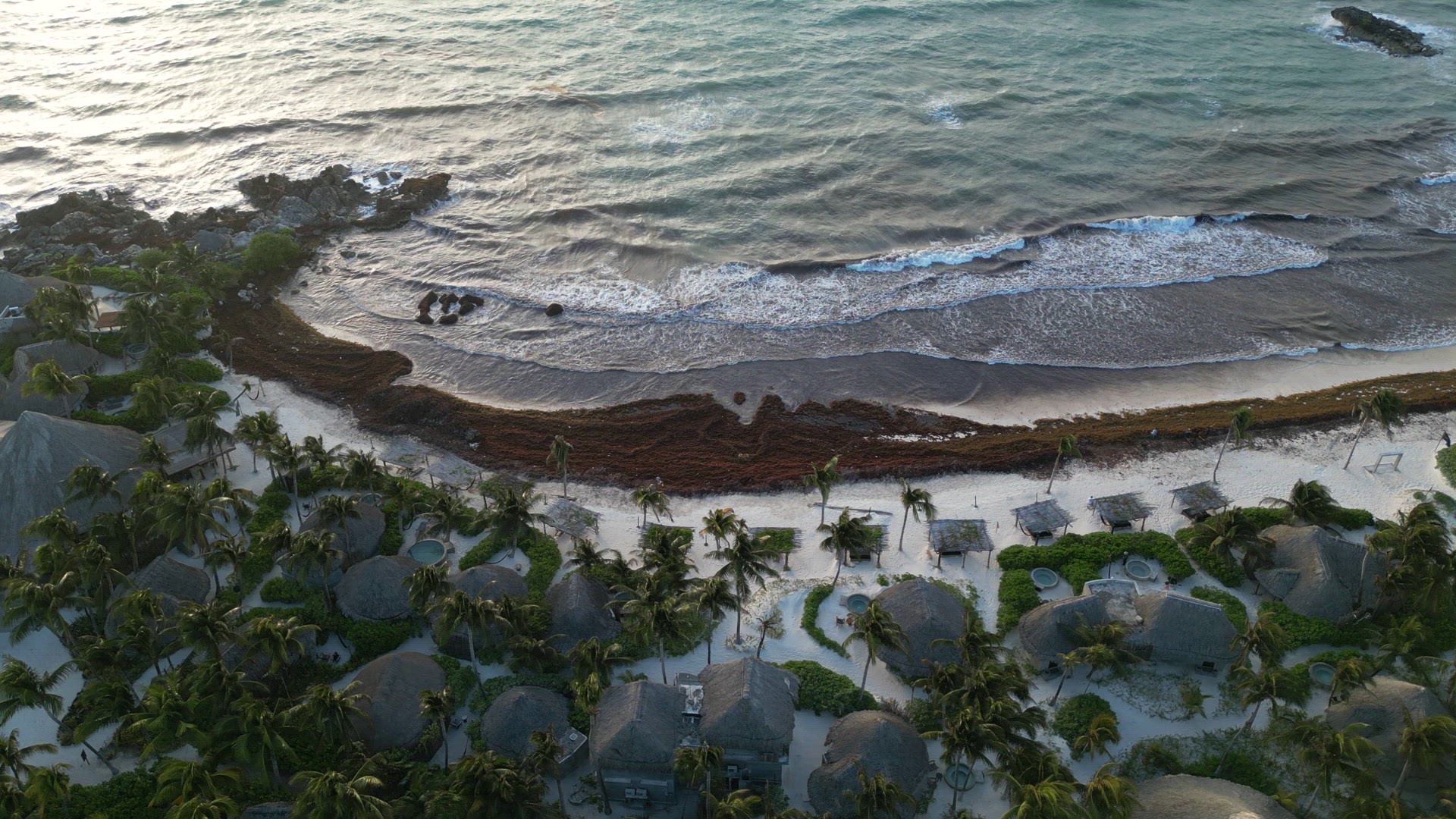 Sargassum Seaweed Known as Gulfweed Covers Beautiful Beaches Aerial View