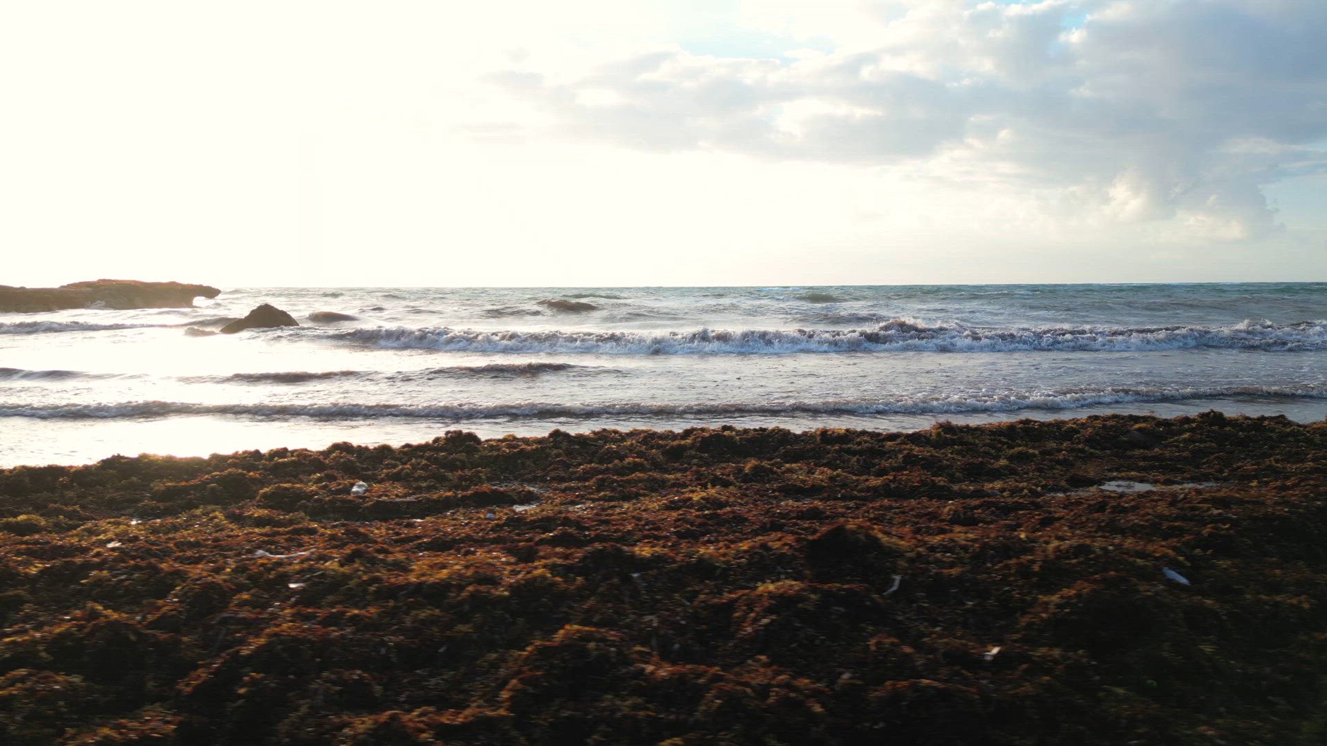 Beach in Mexico Covered in Gulfweed Seaweed Ruining the Beautiful Sandy Beaches