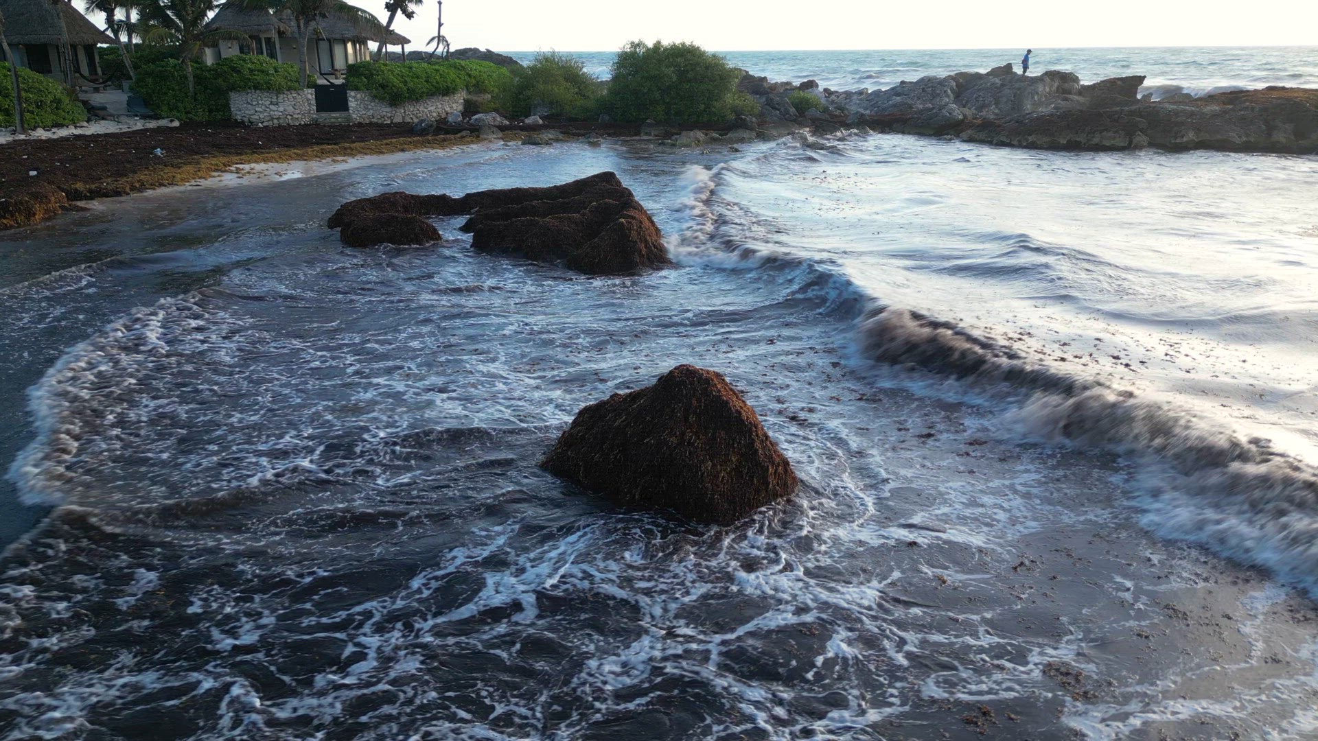 Beach in Mexico Covered in Gulfweed Seaweed Ruining the Beautiful Sandy Beaches