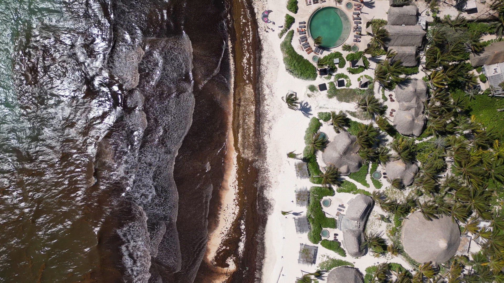 Washed Up Sargassum Seaweed Destroying Beautiful Beaches in the Caribbean