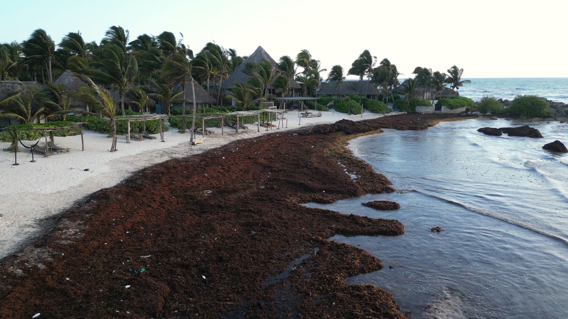 Mexican Beach Resorts Tackling Sargassum Gulfweed on the Beaches