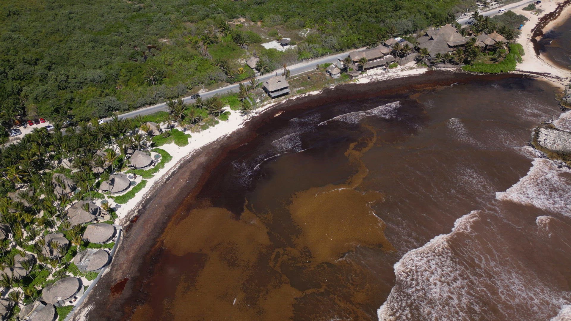 Beach in Mexico Covered in Gulfweed Seaweed Ruining the Beautiful Sandy Beaches