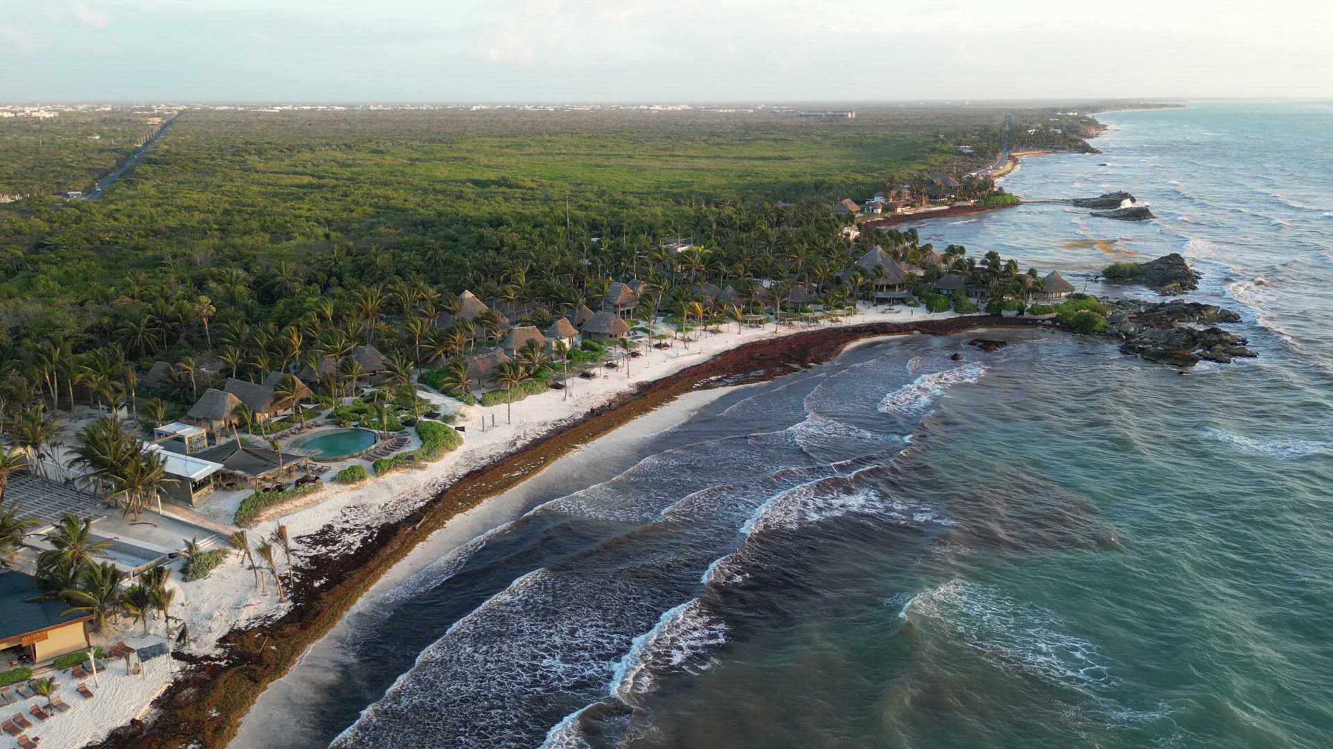 Sargassum Seaweed Known as Gulfweed Covers Beautiful Beaches Aerial View