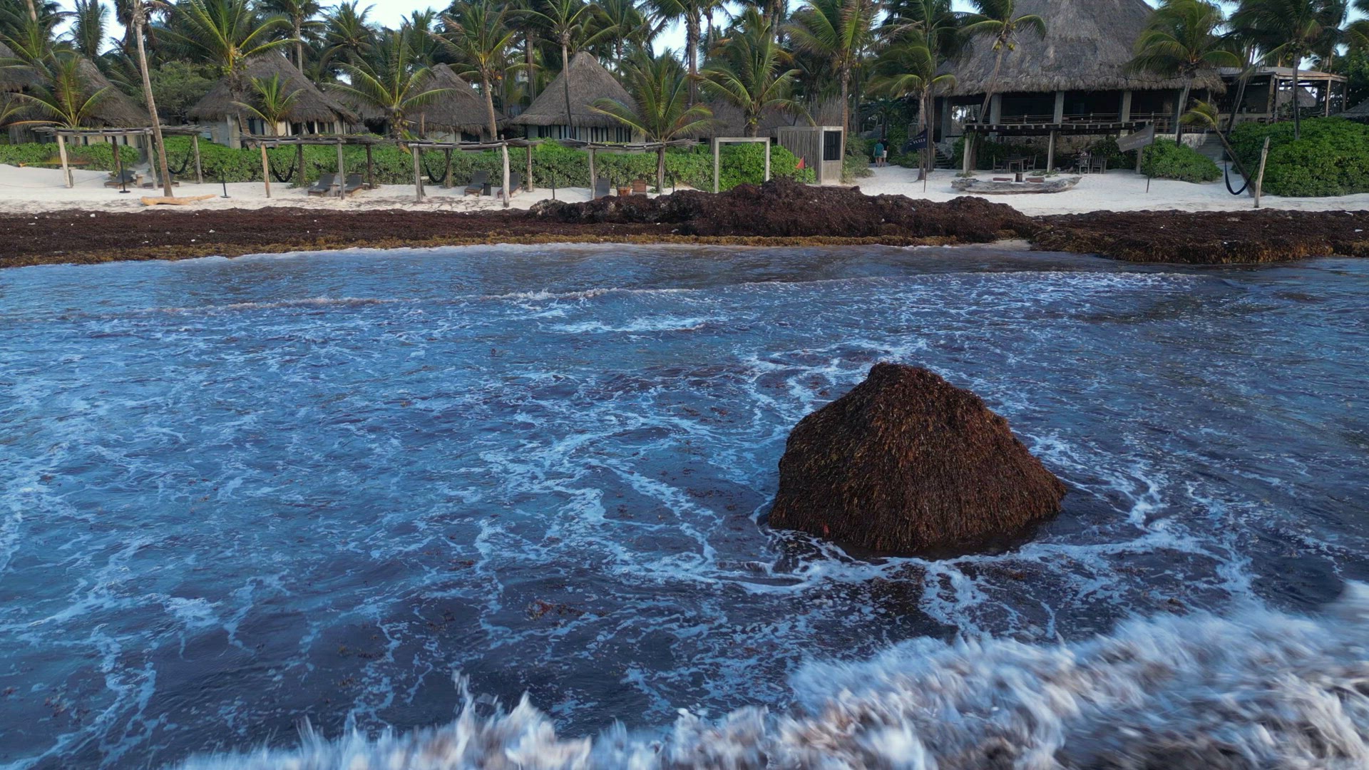 Sargassum Seaweed Known as Gulfweed Covers Beautiful Beaches Aerial View