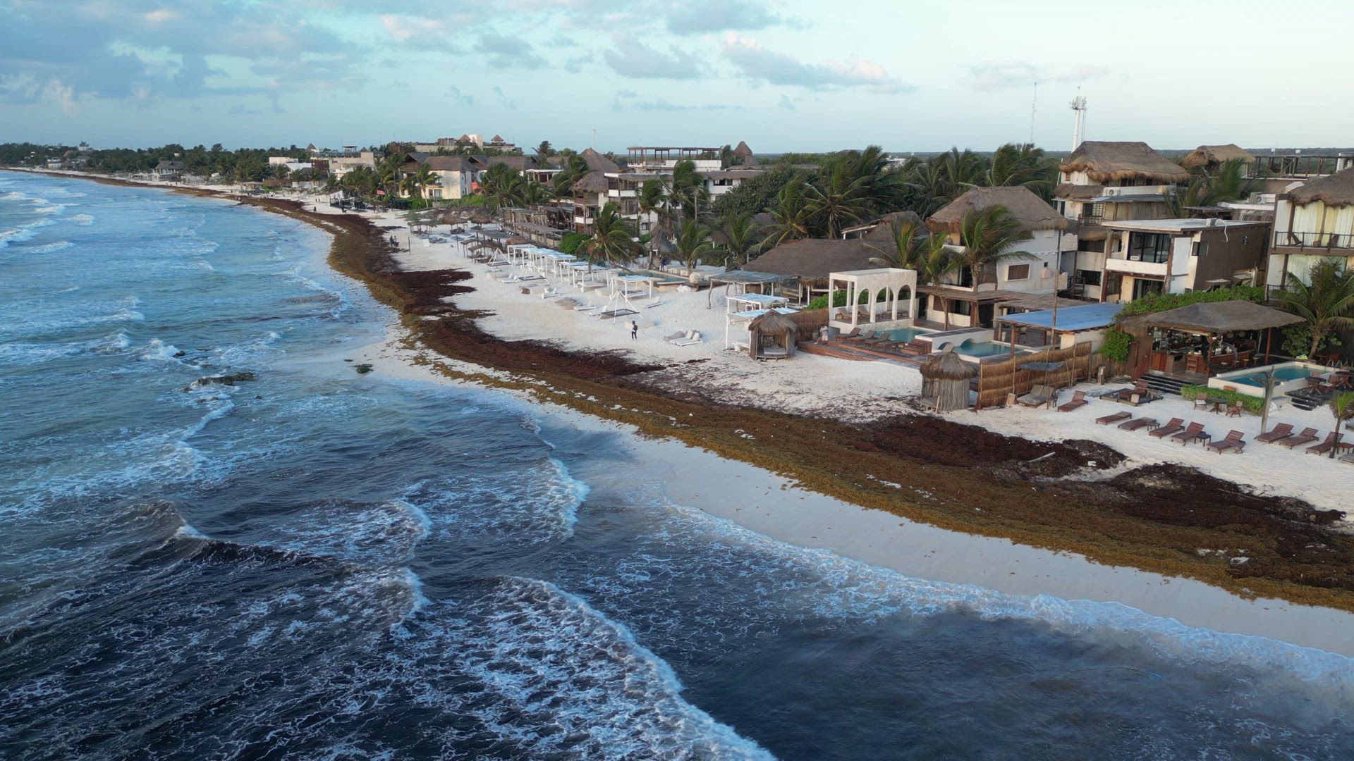 Caribbean Beaches Covered in Sargassum Seaweed Aerial View
