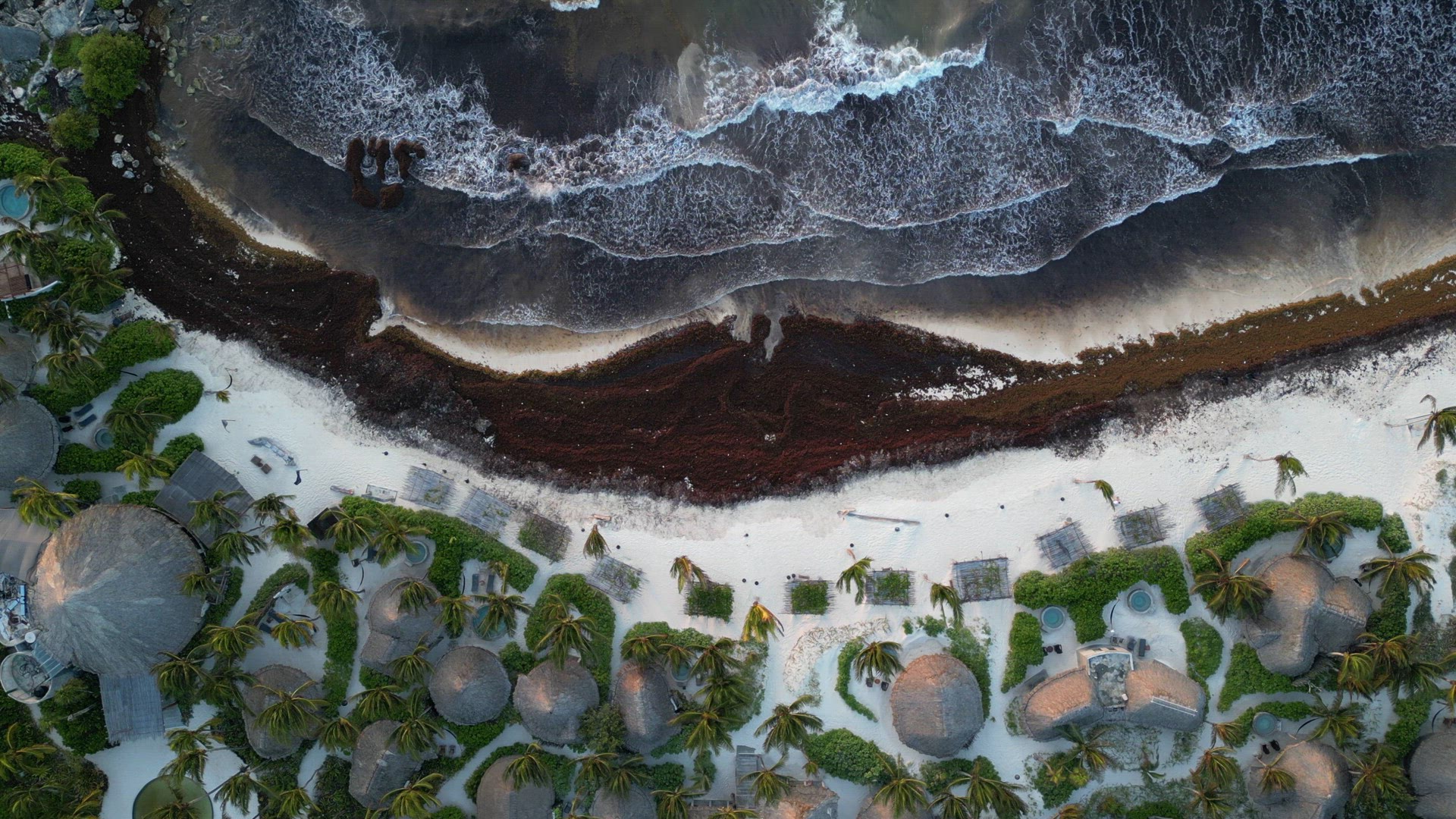 Aerial View of Mexican Beach Covered in Sargassum Gulfweed Seaweed