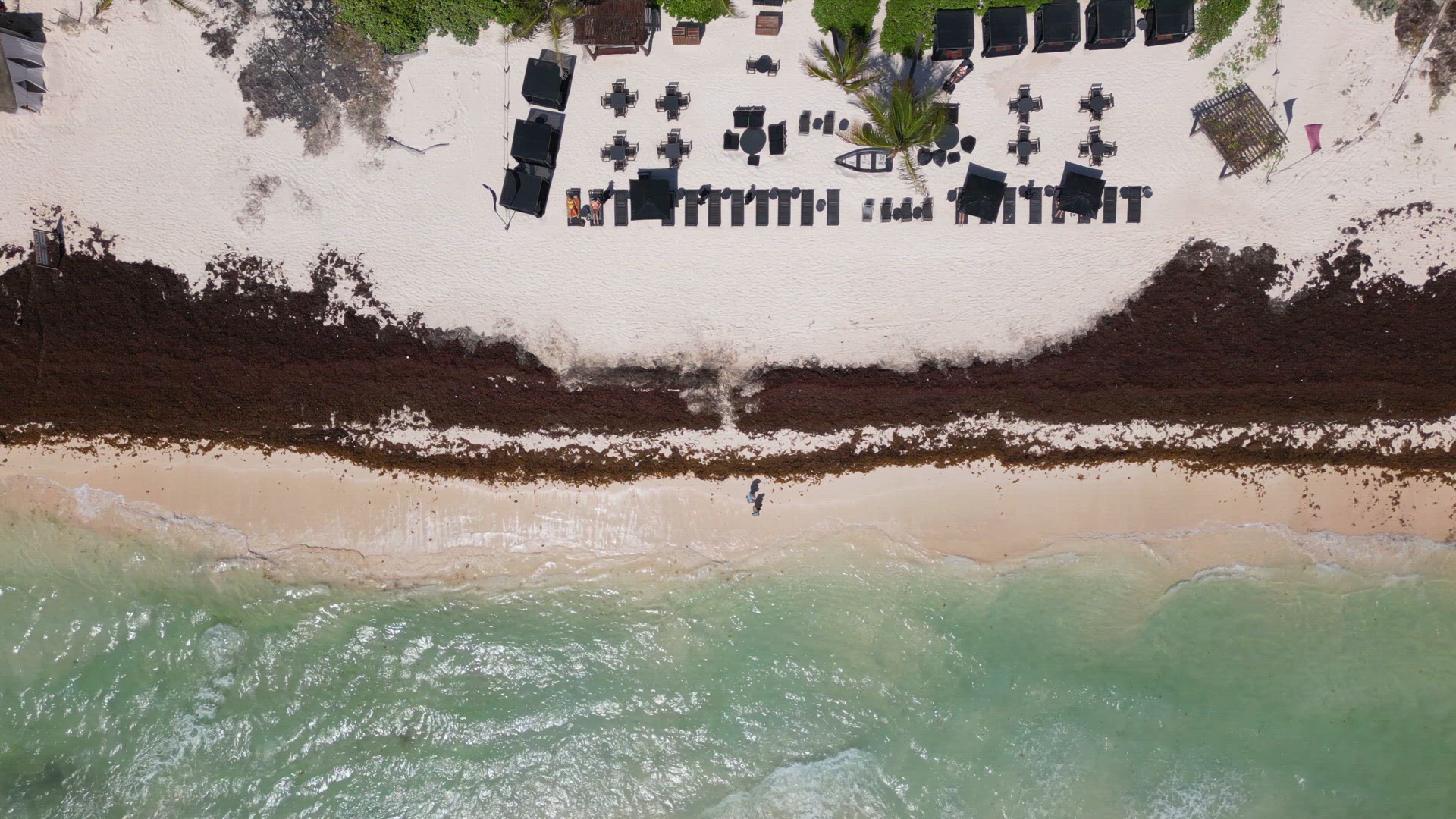 Beach in Mexico Covered in Gulfweed Seaweed Ruining the Beautiful Sandy Beaches