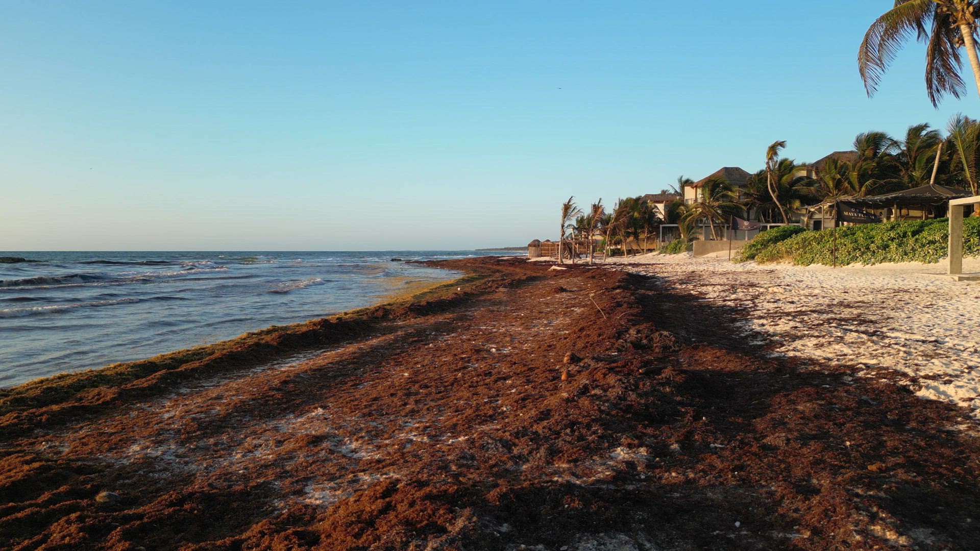 Aerial View of Mexican Beach Covered in Sargassum Gulfweed Seaweed