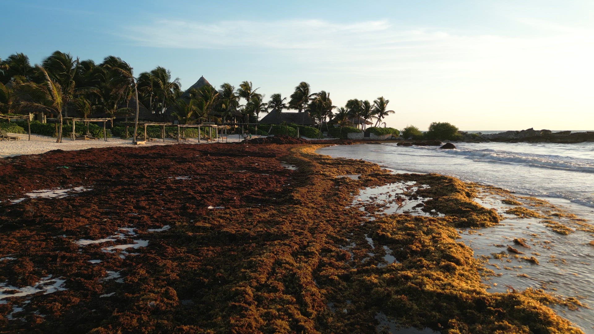 Sargassum Seaweed Crisis with Beaches in Mexico Battling Gulfweed Invasion