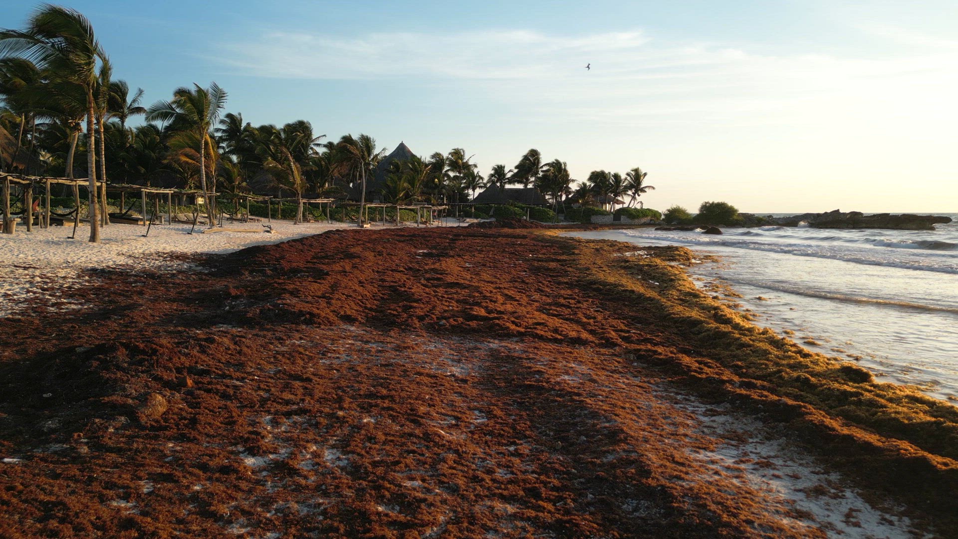 Caribbean Beaches Covered in Sargassum Seaweed Aerial View