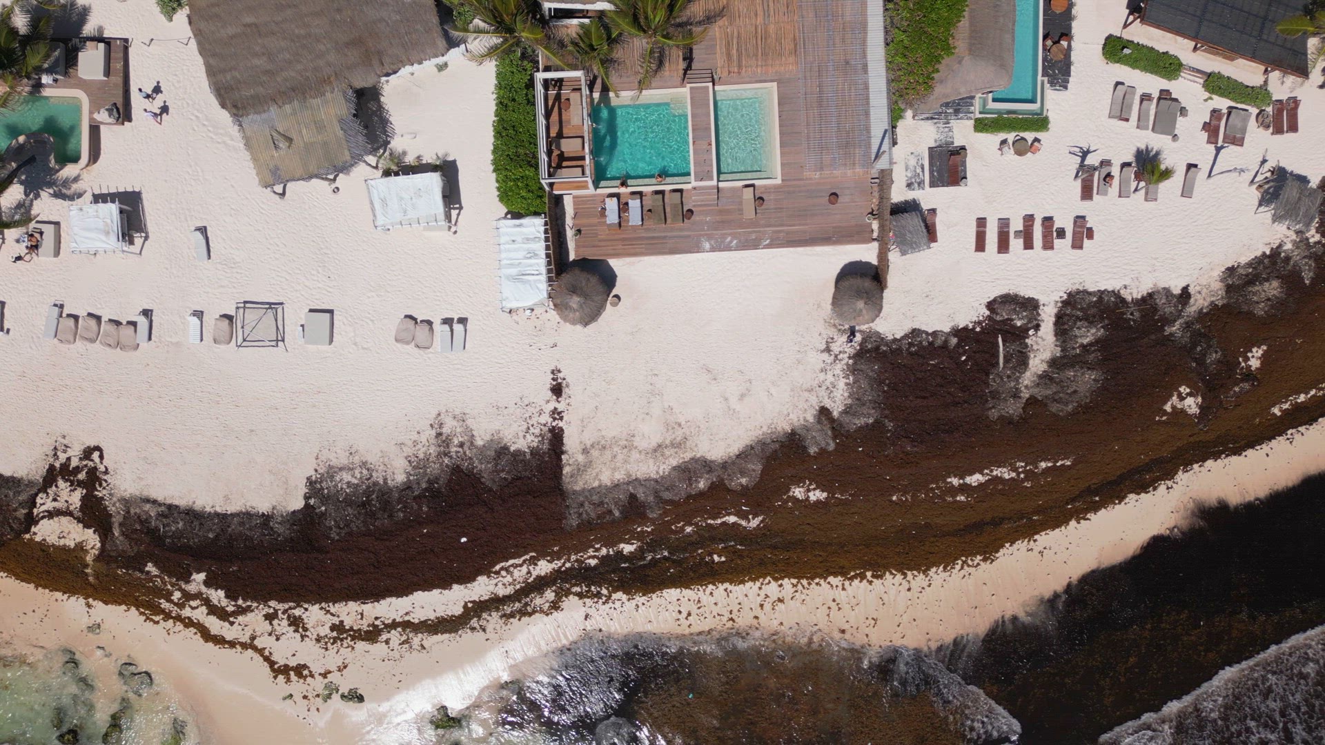 Beach in Mexico Covered in Gulfweed Seaweed Ruining the Beautiful Sandy Beaches