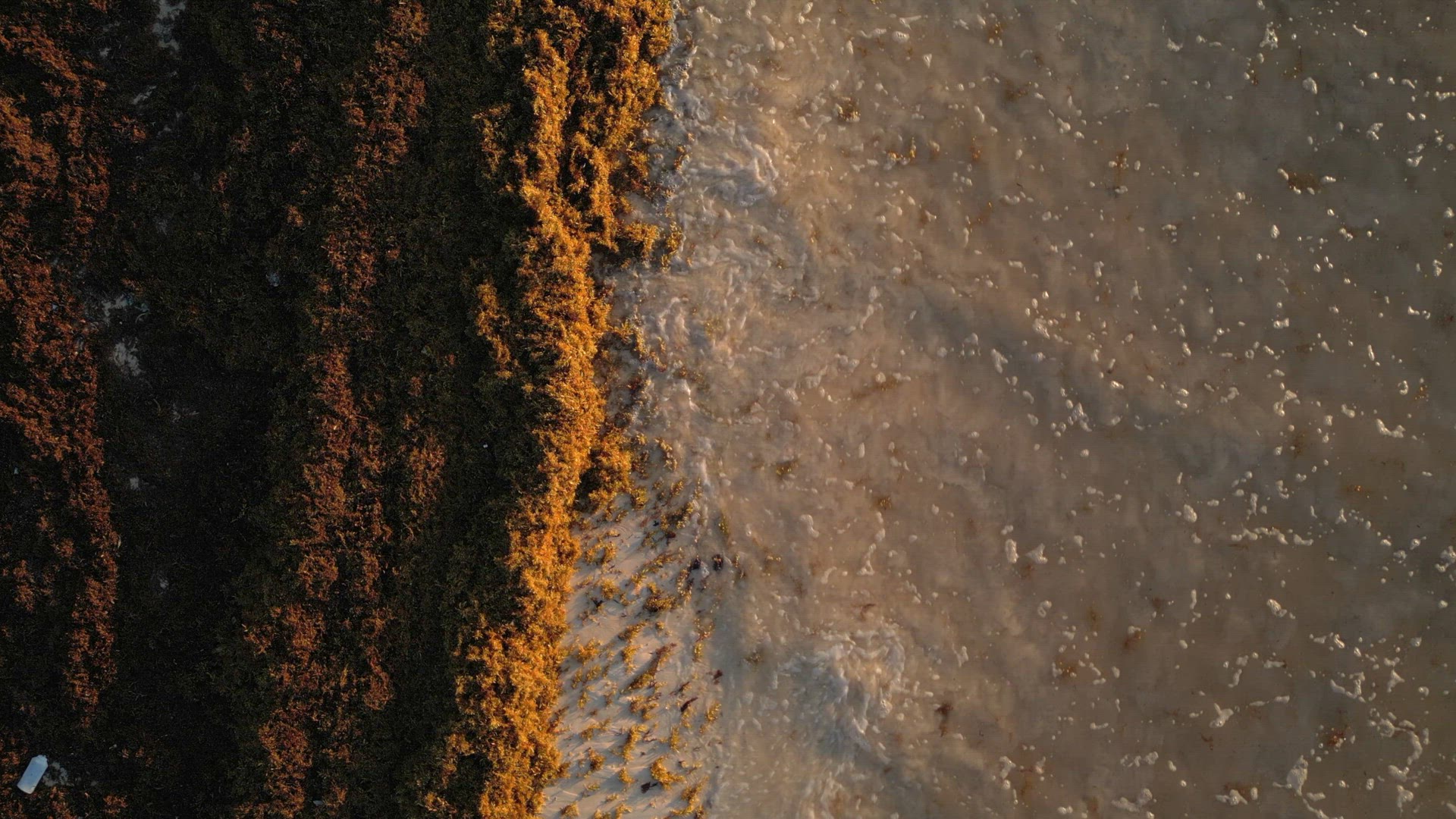 Sargassum Seaweed Crisis with Beaches in Mexico Battling Gulfweed Invasion