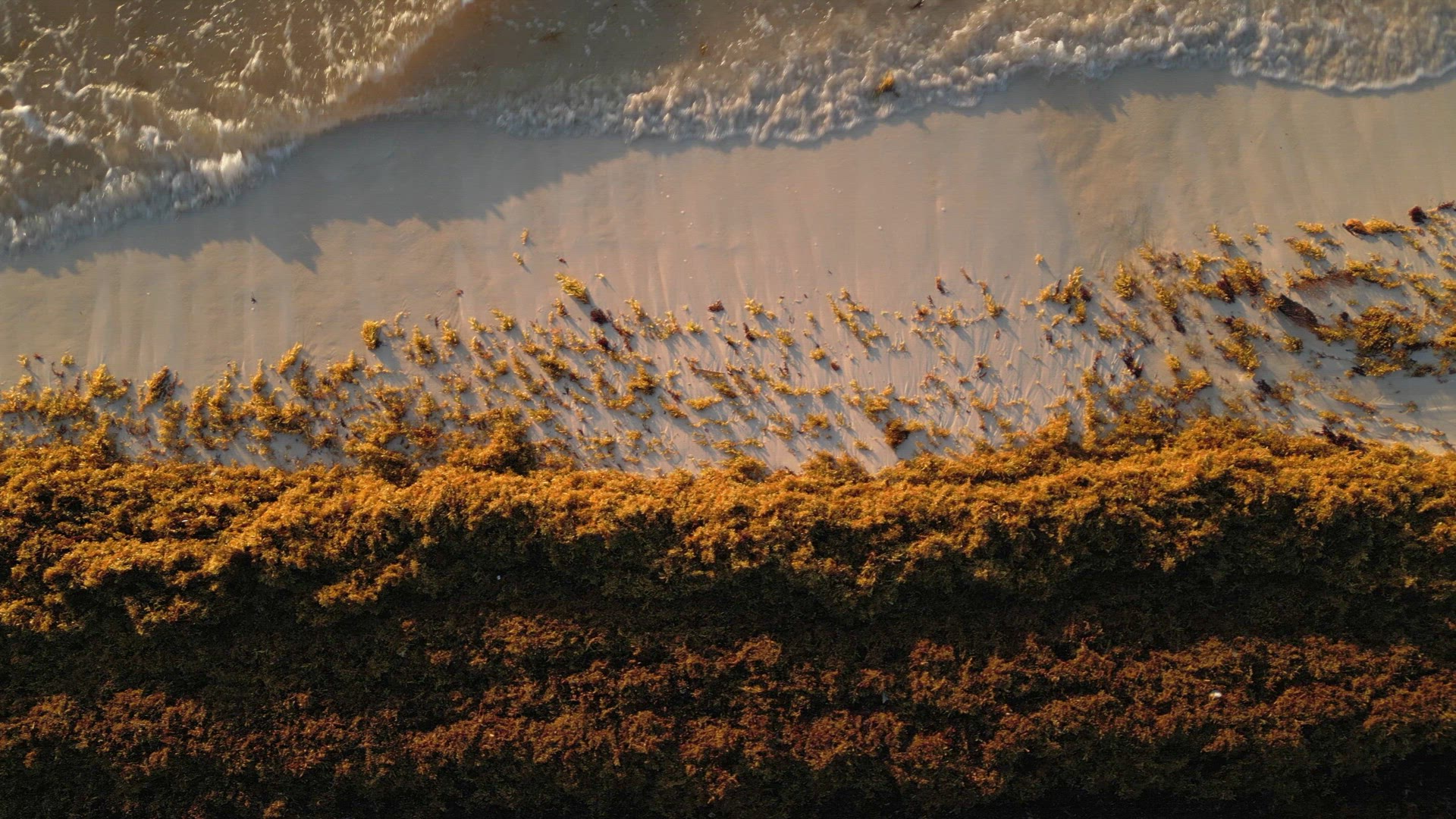 Aerial View of Mexican Beach Covered in Sargassum Gulfweed Seaweed