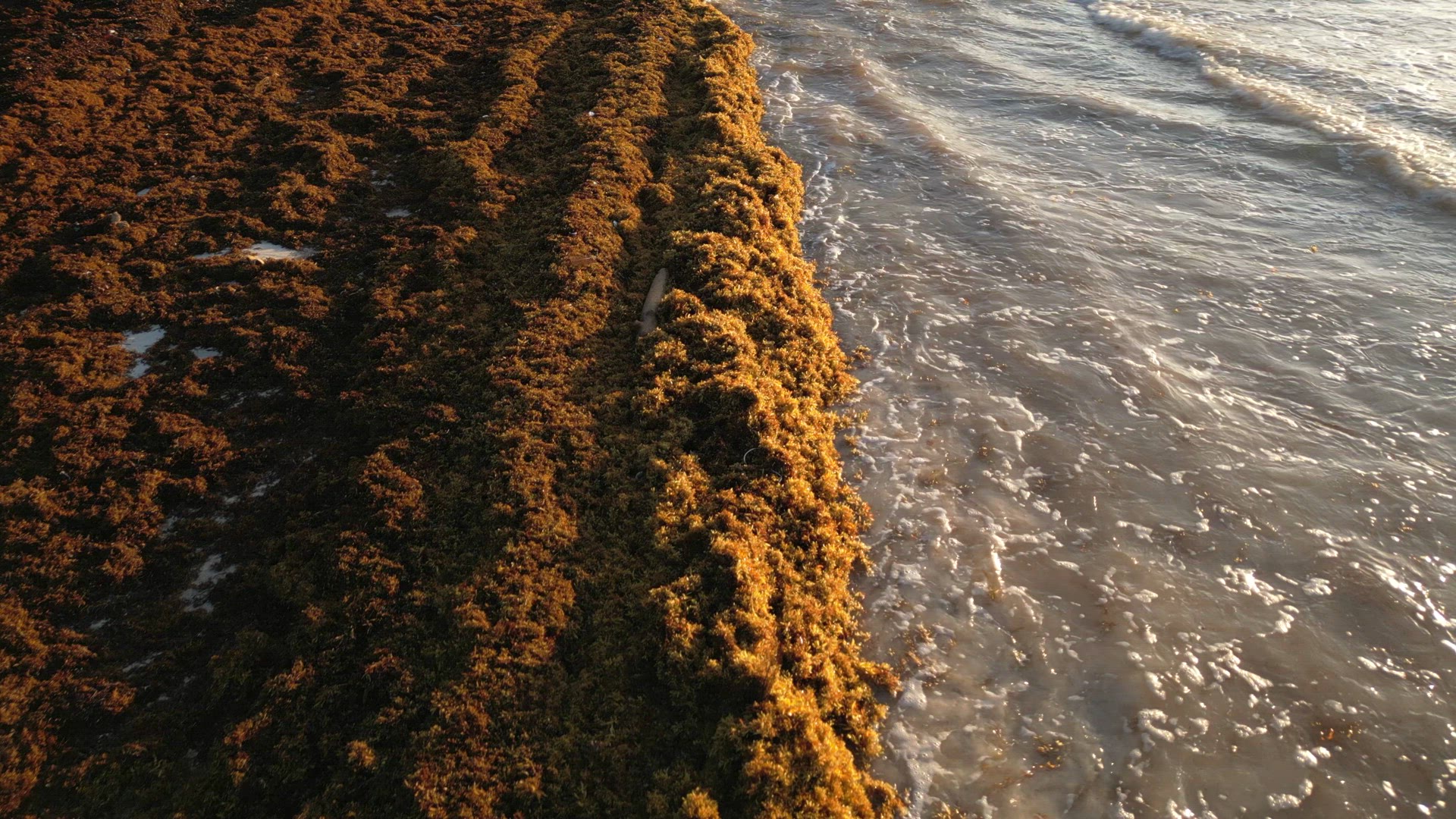 Beach in Mexico Covered in Gulfweed Seaweed Ruining the Beautiful Sandy Beaches