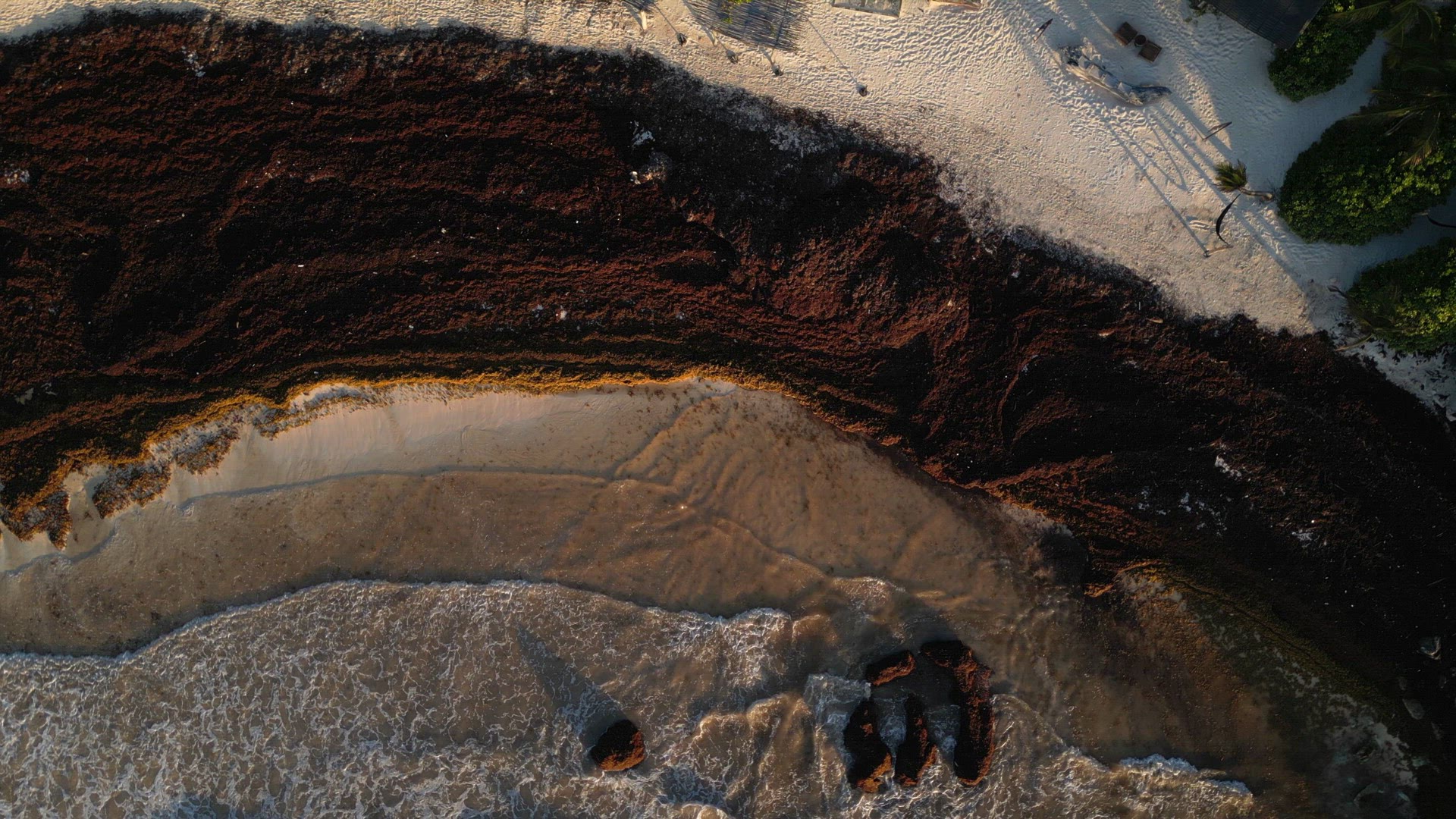 Washed Up Sargassum Seaweed Destroying Beautiful Beaches in the Caribbean