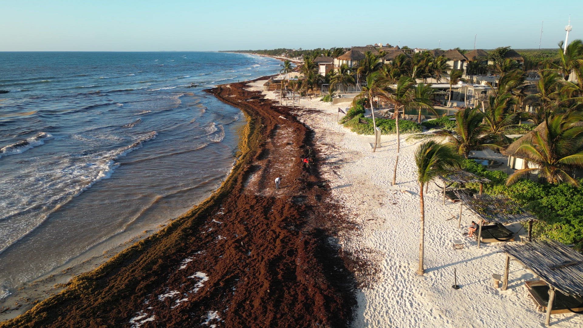 Sargassum Seaweed Known as Gulfweed Covers Beautiful Beaches Aerial View