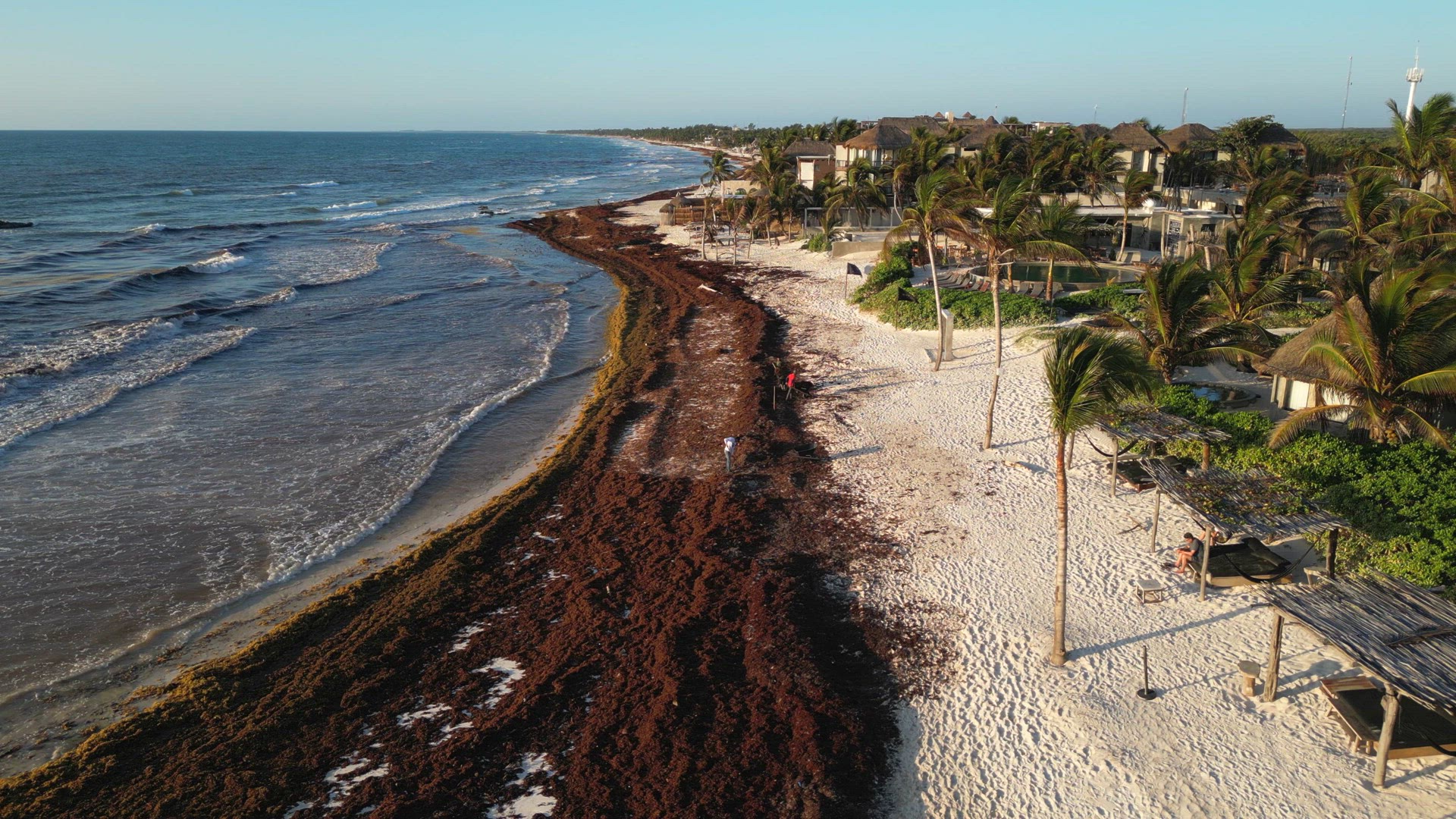 Mexican Beach Resorts Tackling Sargassum Gulfweed on the Beaches
