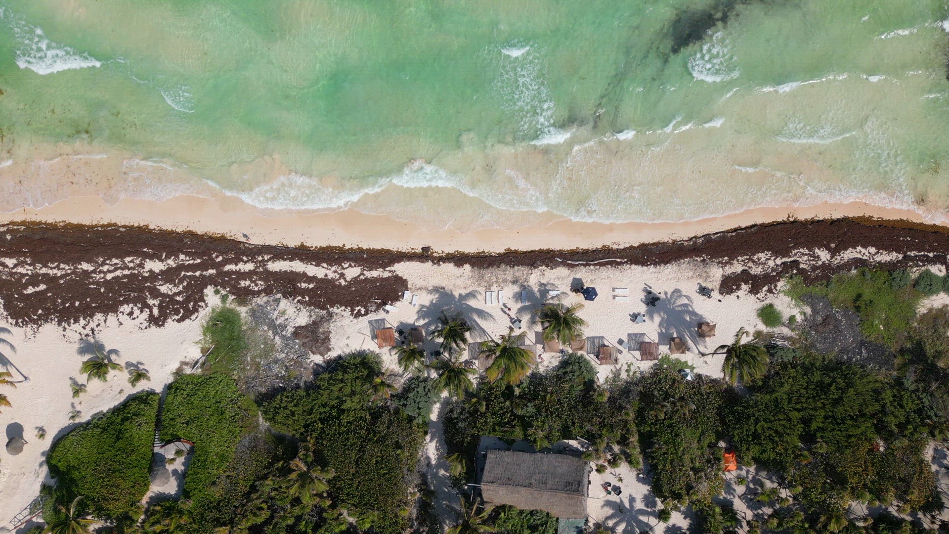 Sargassum Seaweed Crisis with Beaches in Mexico Battling Gulfweed Invasion