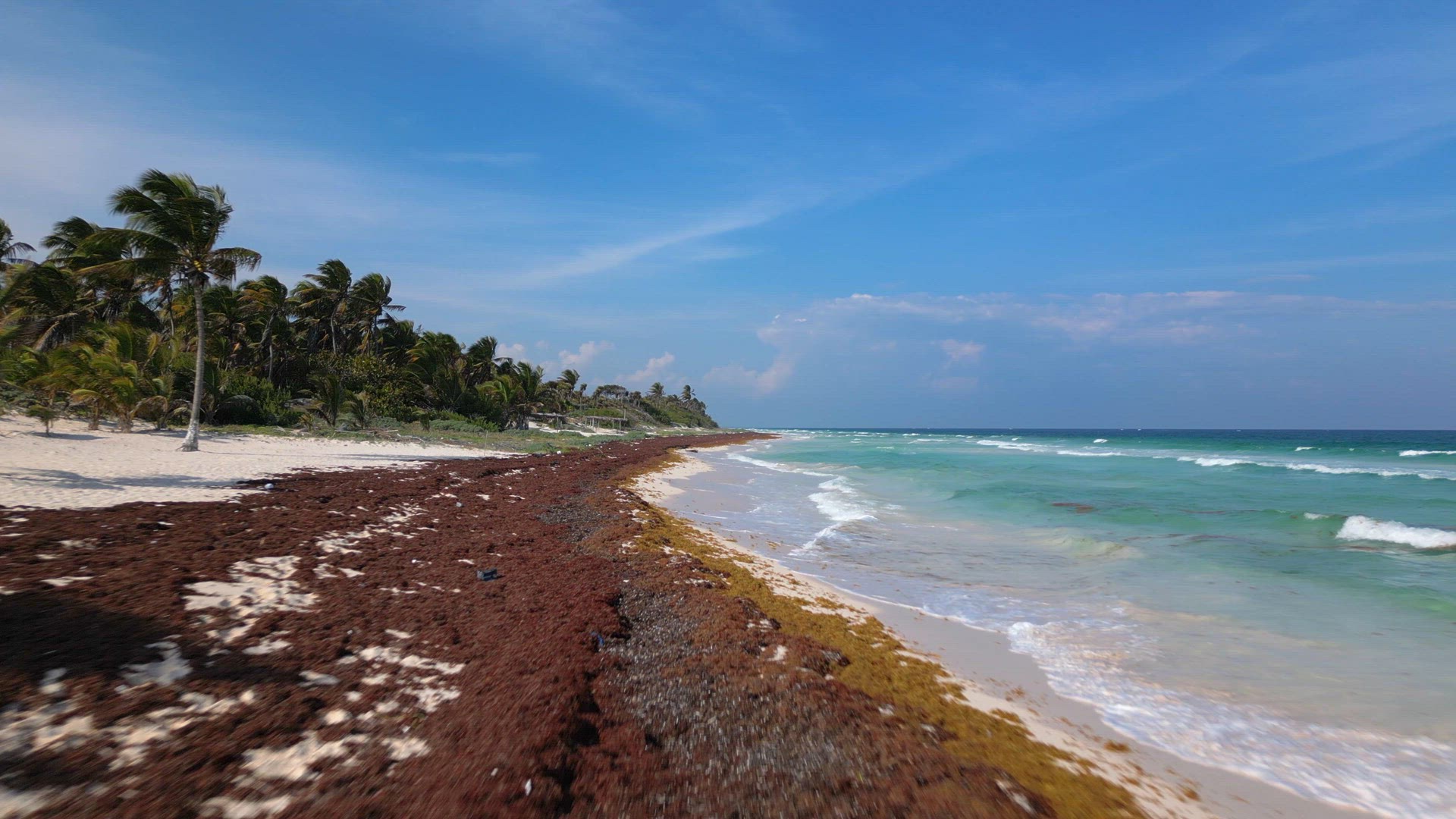 Sargassum Seaweed Known as Gulfweed Covers Beautiful Beaches Aerial View