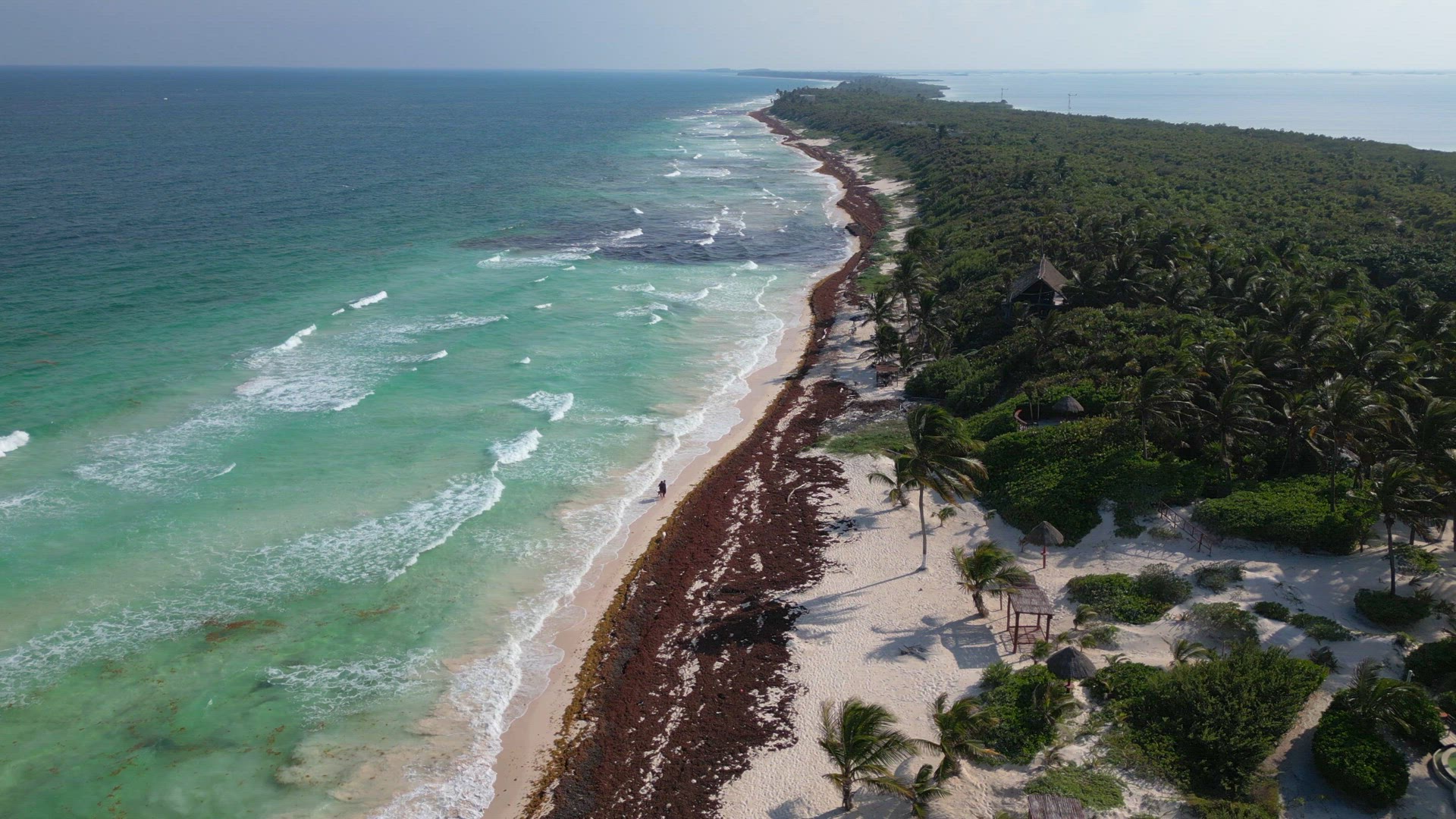 Beach in Mexico Covered in Gulfweed Seaweed Ruining the Beautiful Sandy Beaches