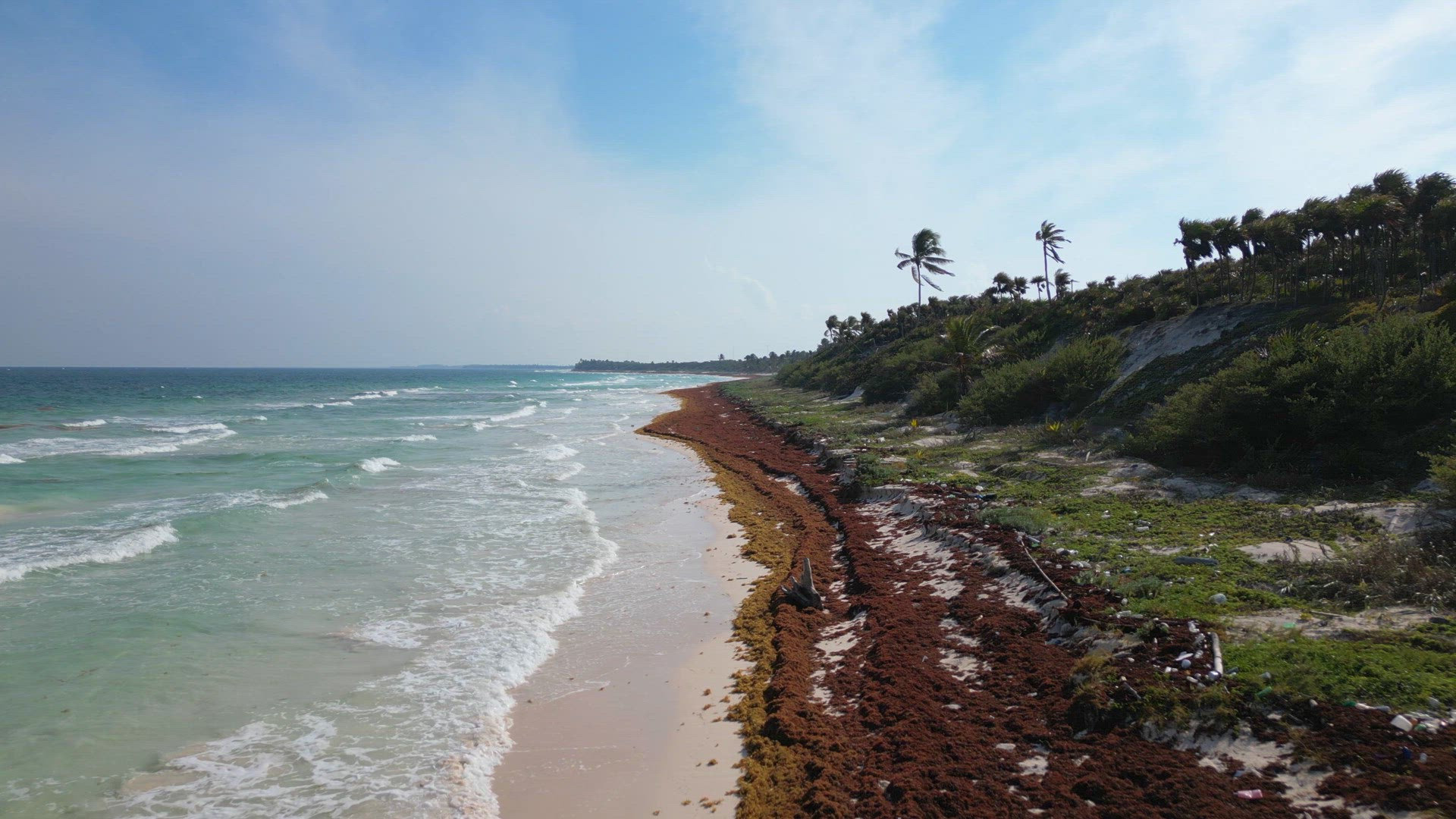 Beach in Mexico Covered in Gulfweed Seaweed Ruining the Beautiful Sandy Beaches