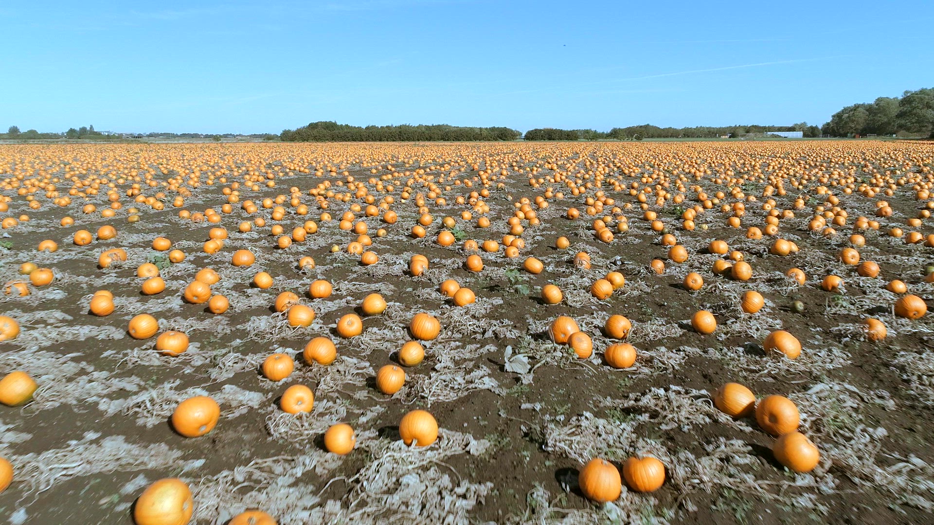Pumpkin Patch on a Farm Ready for Harvest Aerial Flyover