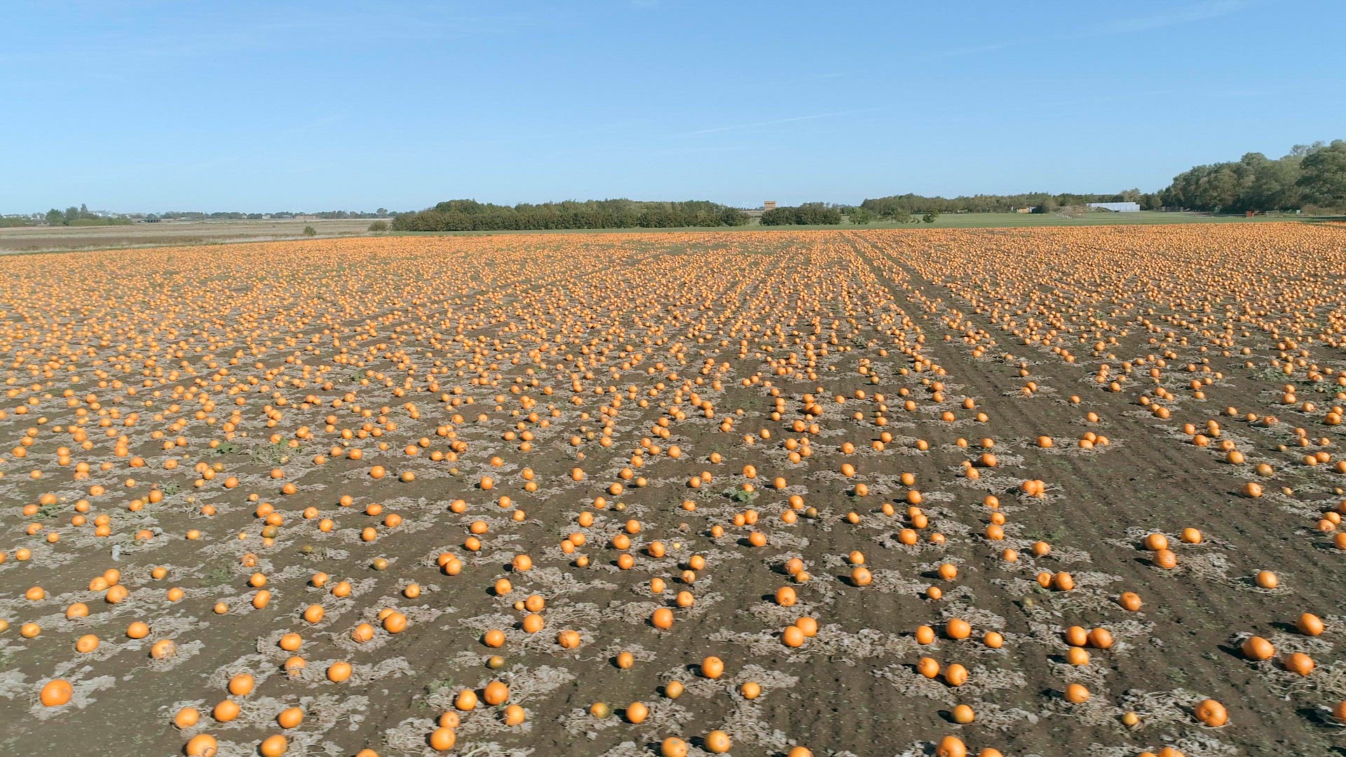 Pumpkin Patch on a Farm Ready for Harvest Aerial Flyover