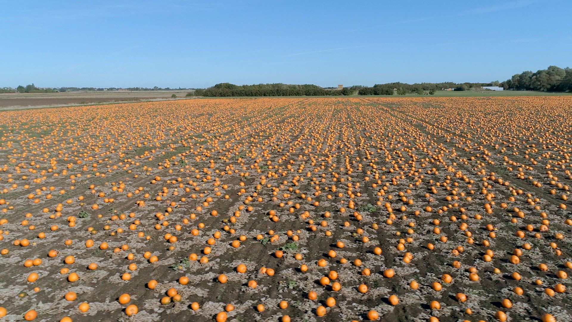 Pumpkin Patch on a Farm Ready for Harvest Aerial Flyover